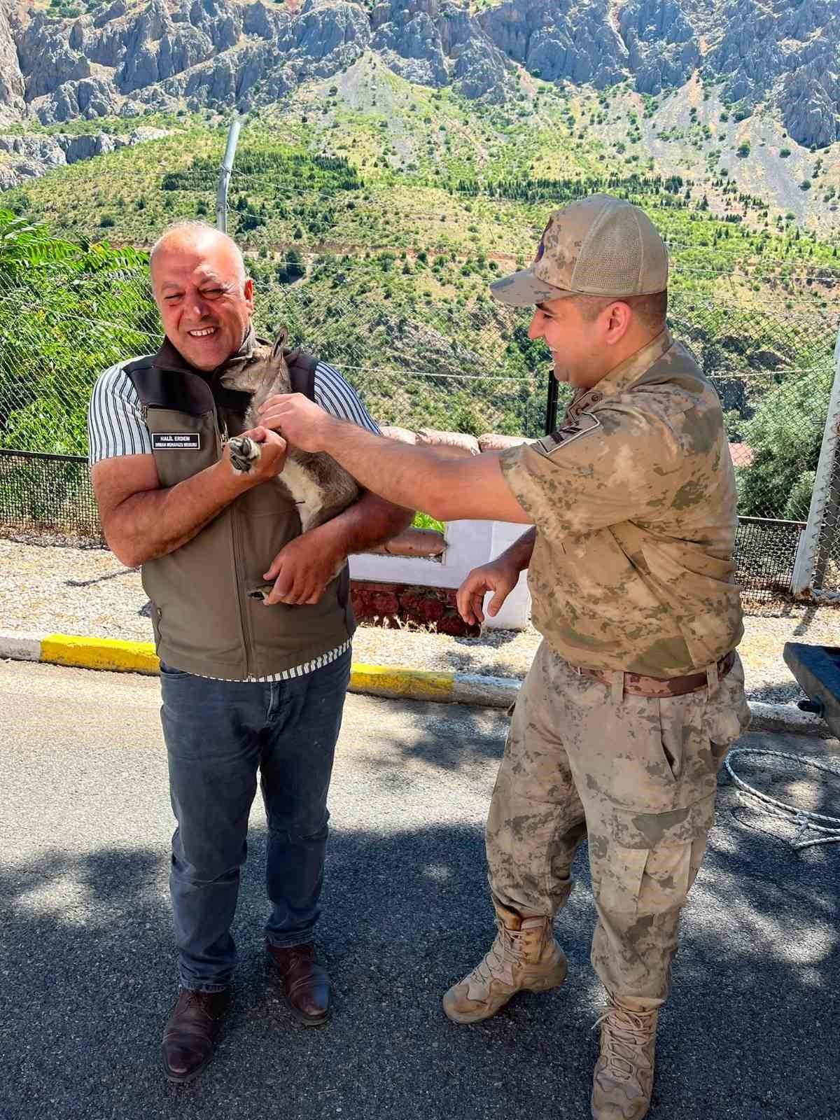 Kemaliye’de bitkin halde bulunan yavru dağ keçisi koruma altına alındı