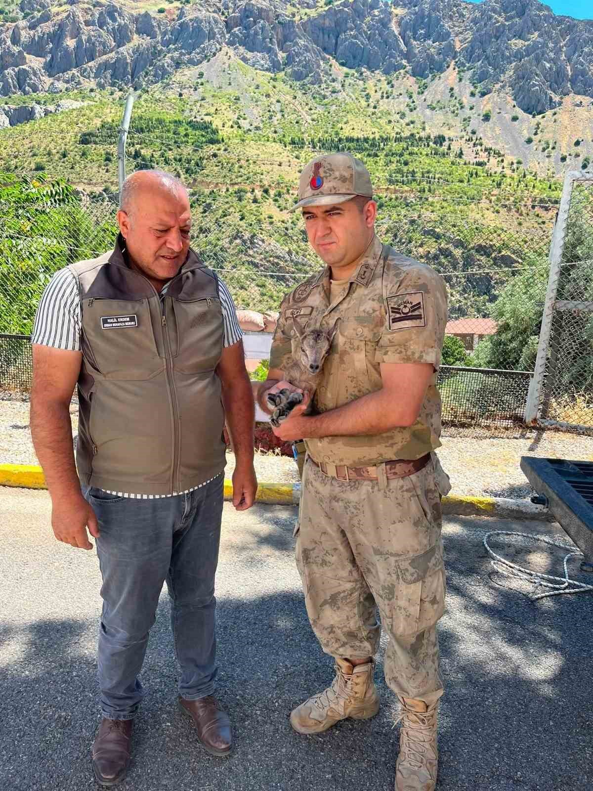 Kemaliye’de bitkin halde bulunan yavru dağ keçisi koruma altına alındı