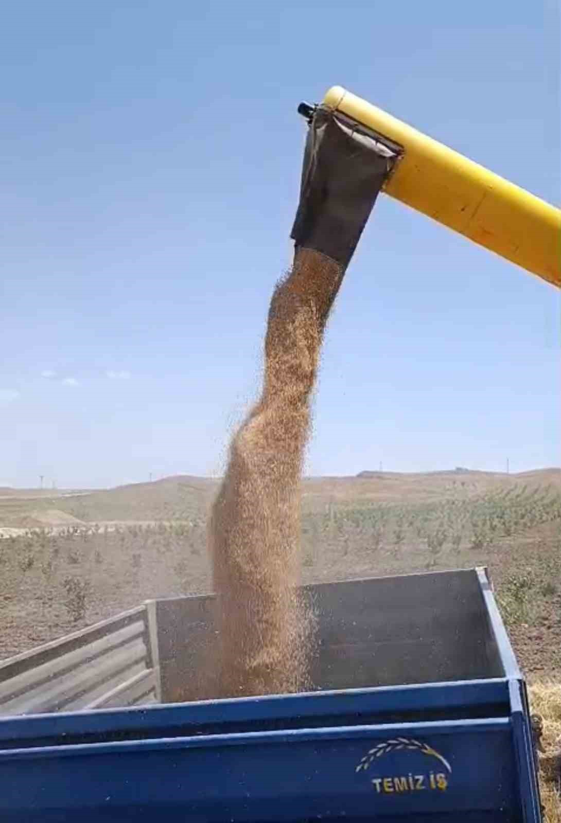 Siirt’te buğday hasadı başladı: Yağışlar çiftçiye umut oldu