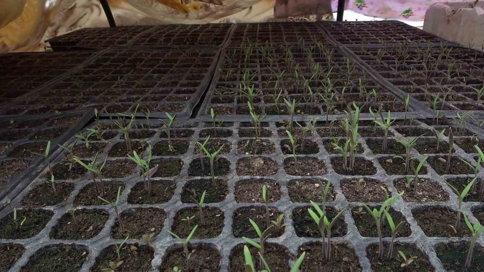 Bayburtlu çiftçi ’memleket meselesi’ gördüğü ata tohumlarını gelecek kuşaklar için çoğaltıyor