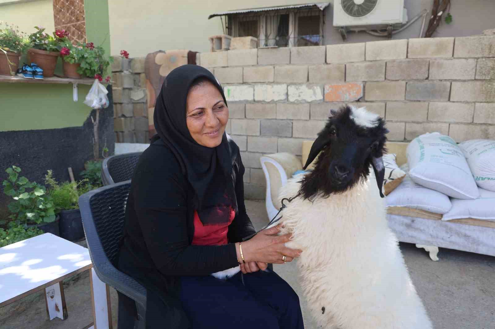 Evladını lösemiden kaybeden anne, teselliyi peşinden ayrılmayan kuzuda buldu