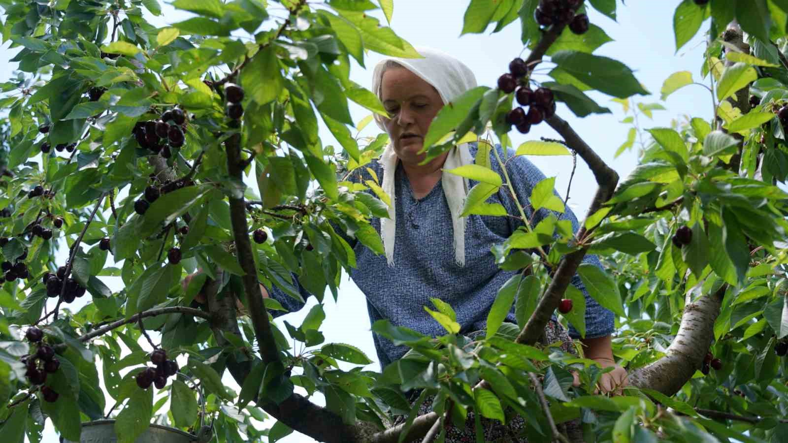 Tescilli Tokat kirazında hasat mesaisi başladı