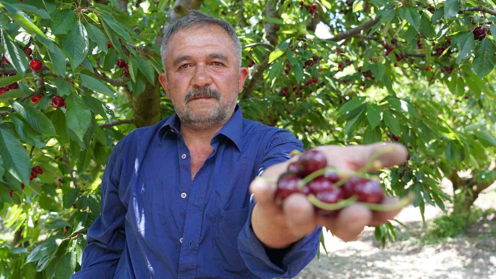 Tescilli Tokat kirazında hasat mesaisi başladı