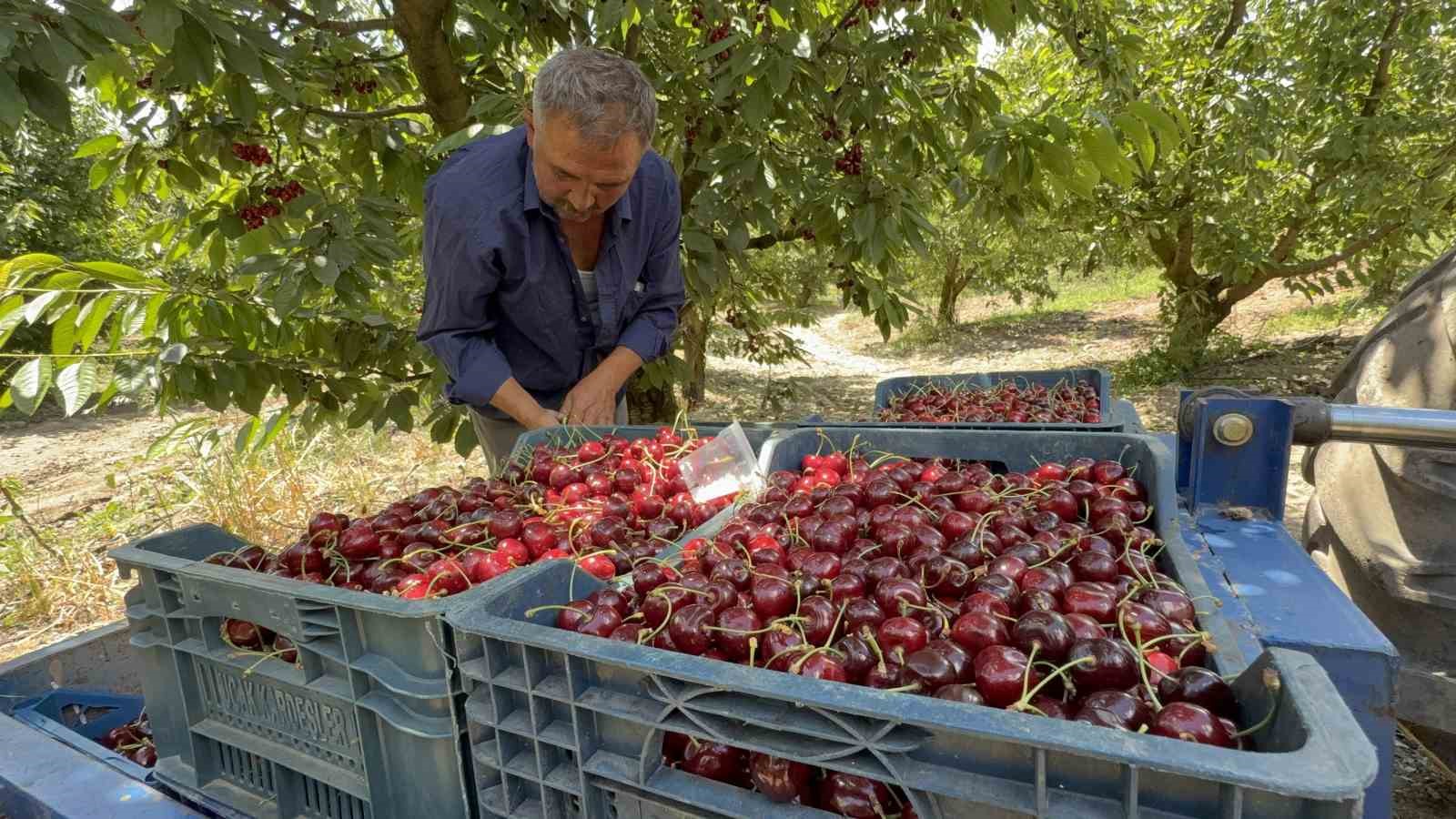 Tescilli Tokat kirazında hasat mesaisi başladı