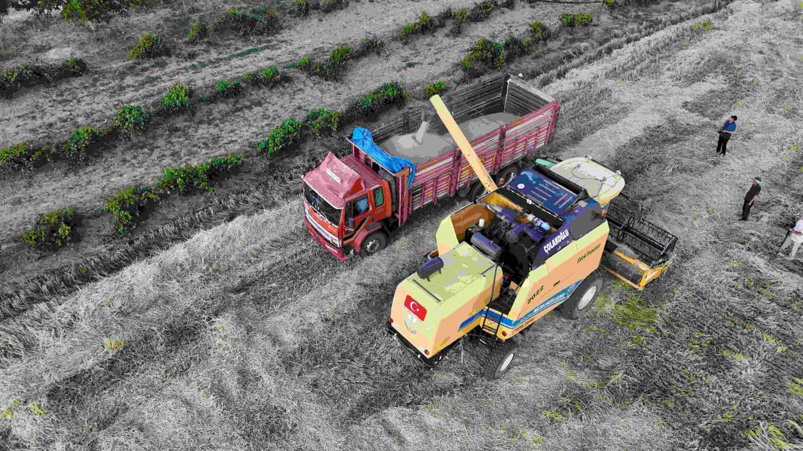 Sezonun ilk arpa hasadı başladı: Verim geçen yıla oranla yüksek