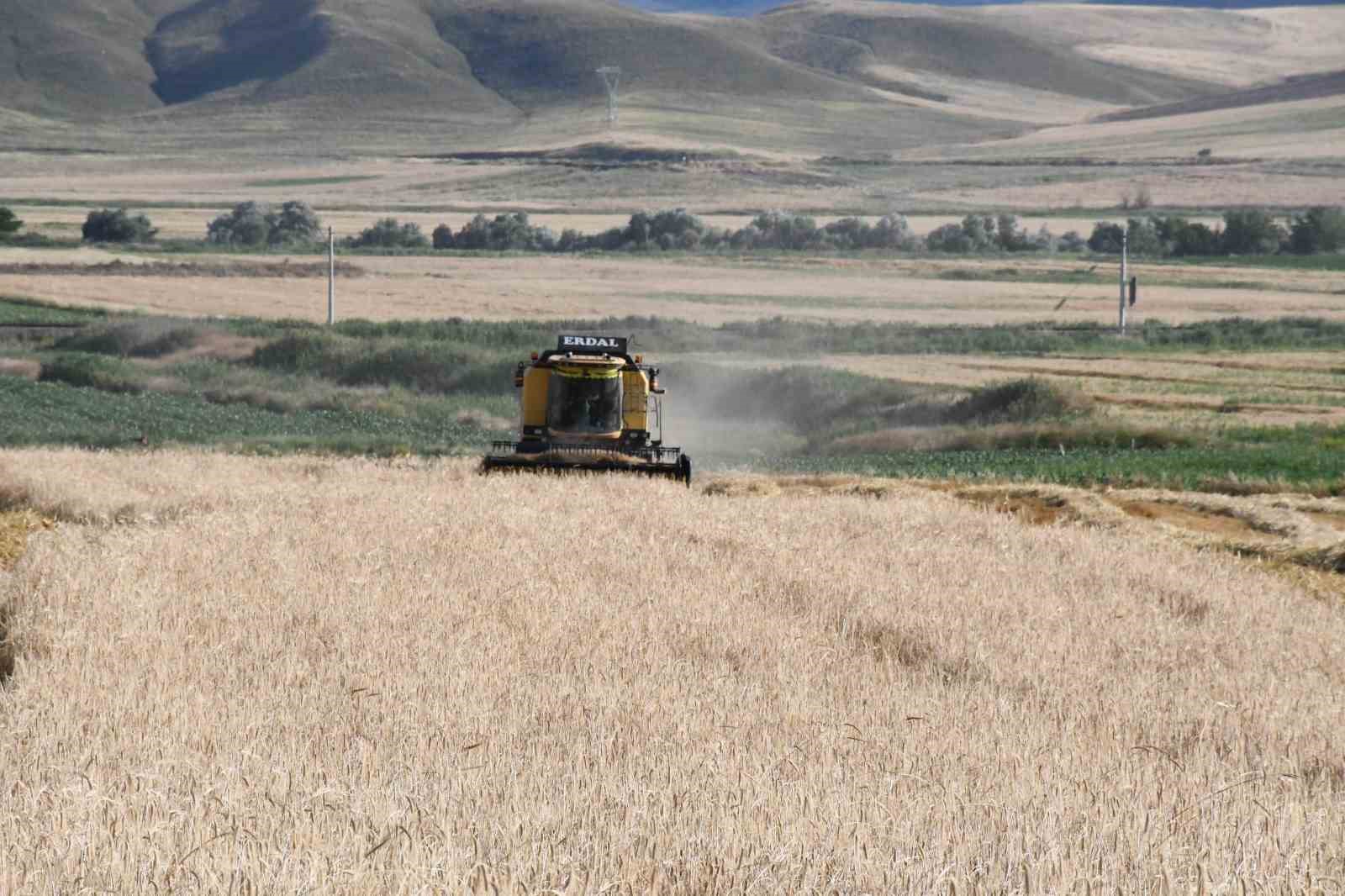 Sezonun ilk arpa hasadı başladı: Verim geçen yıla oranla yüksek