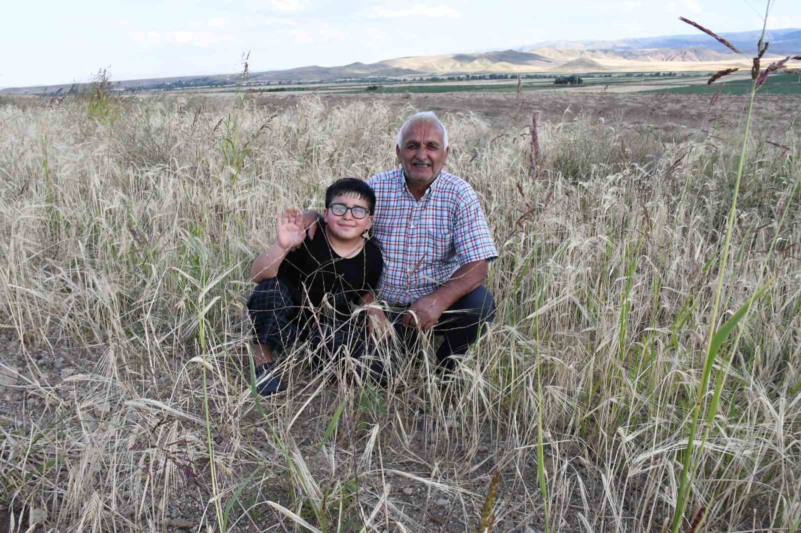 Sezonun ilk arpa hasadı başladı: Verim geçen yıla oranla yüksek