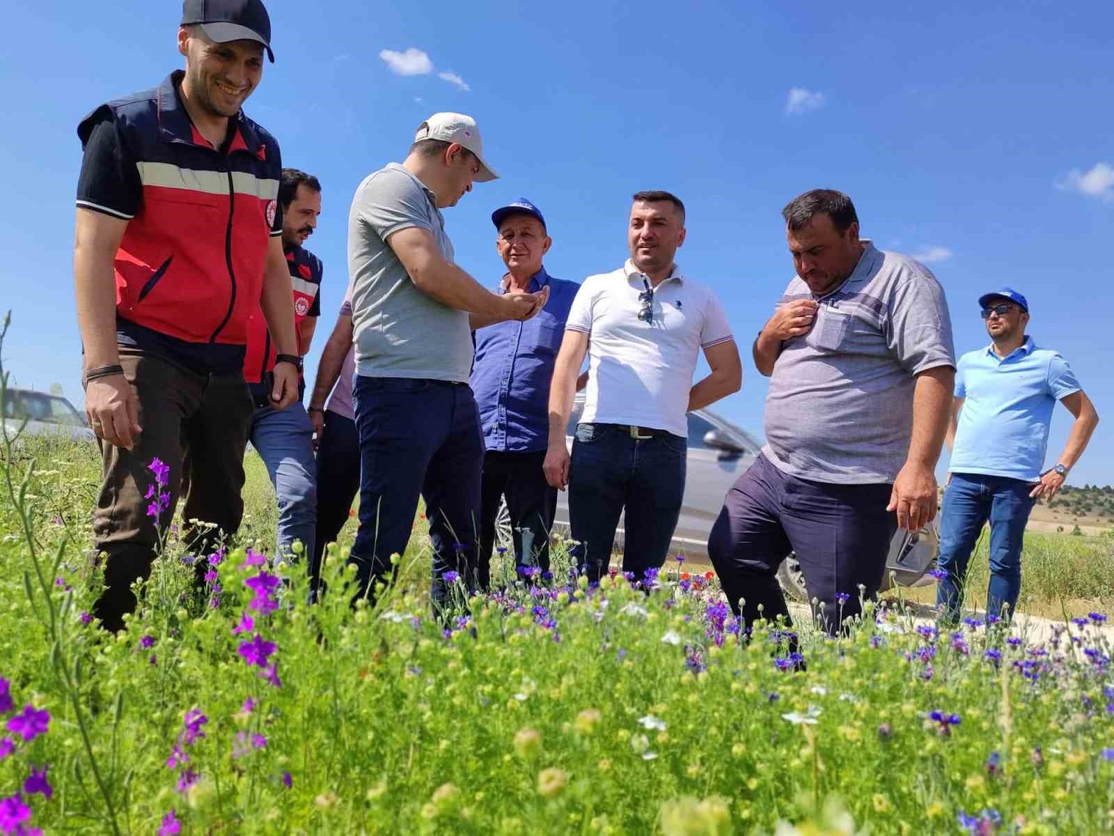 Kütahya’da çörek otu üretimi yakından takip ediliyor