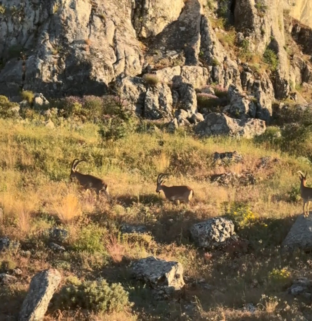 Tarihi Harput’ta dağ keçileri görüldü