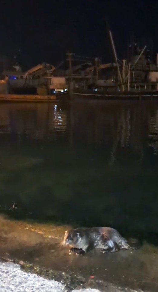 Denizden çıkıp balık yediler, yeniden kayboldular