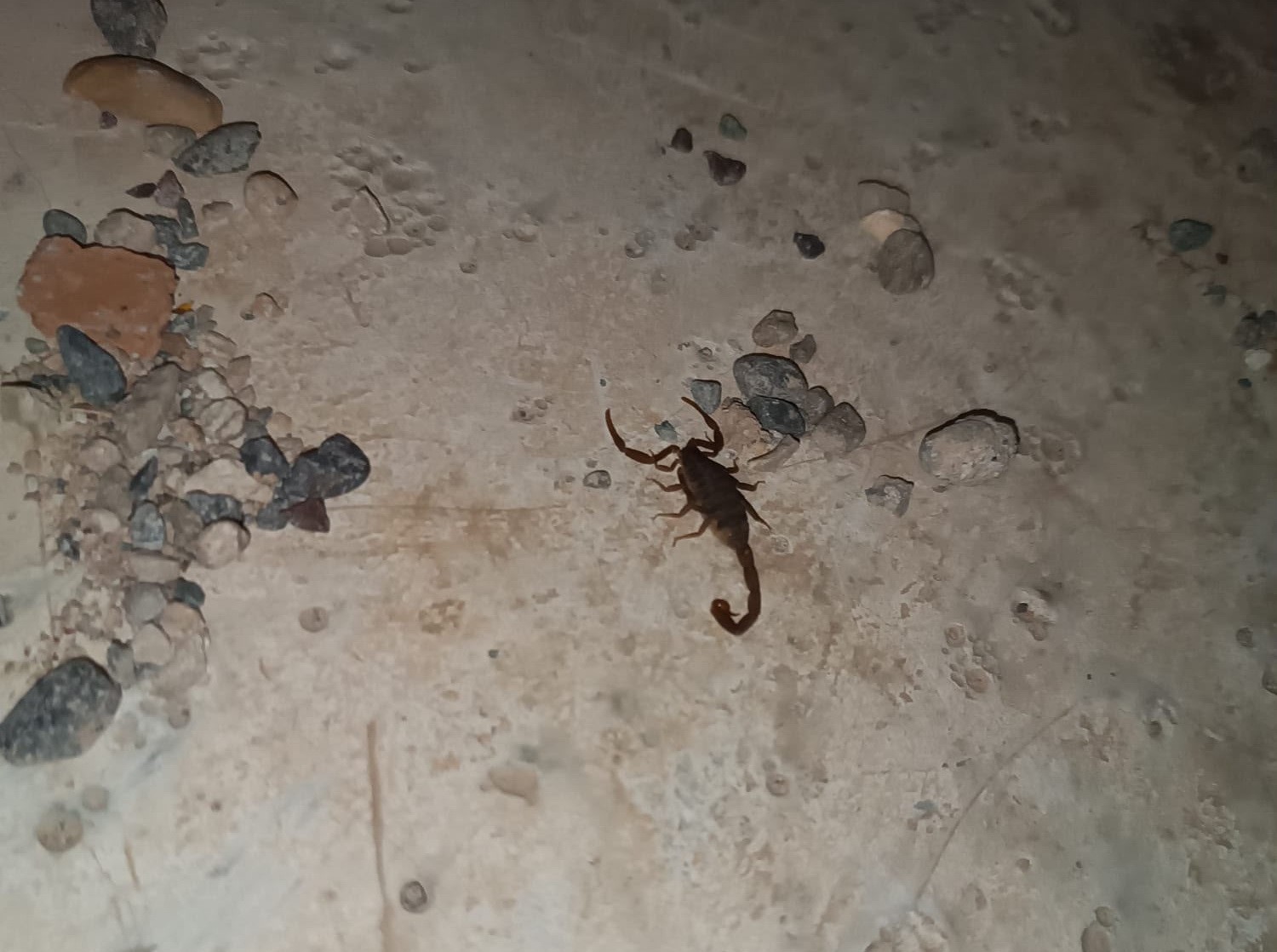 Kentin birçok farklı noktalarında akrepler görülüyor