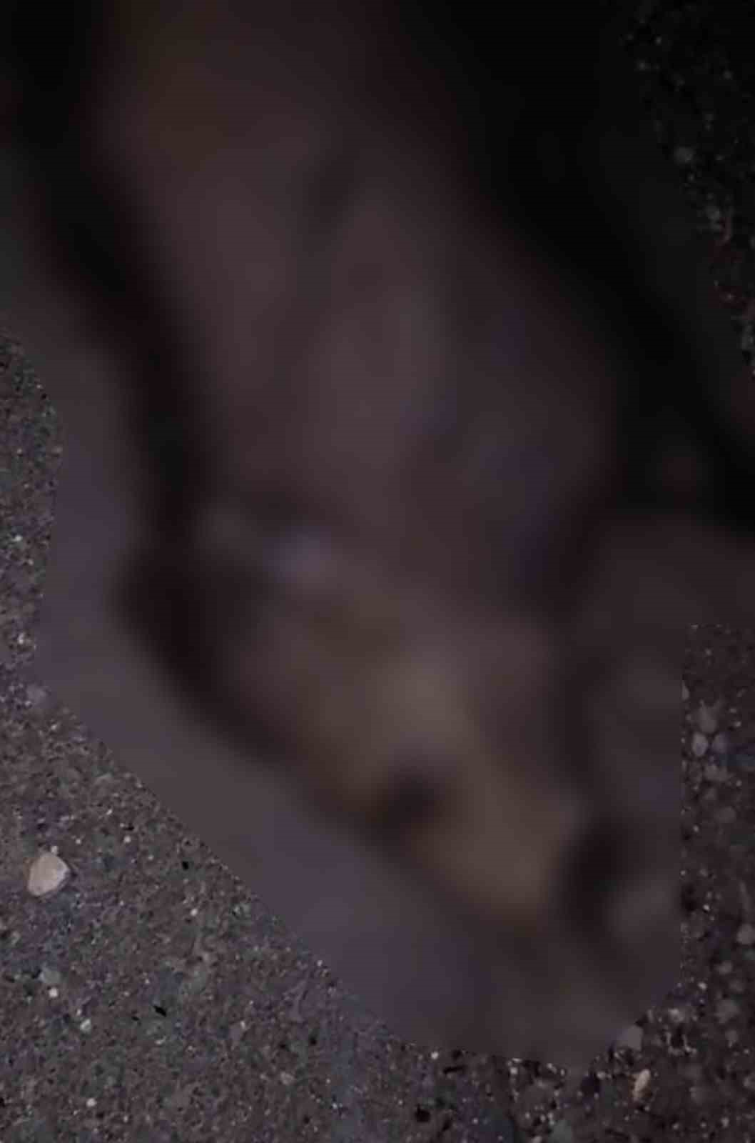 Elazığ’da otomobil domuz sürüsüne çarptı