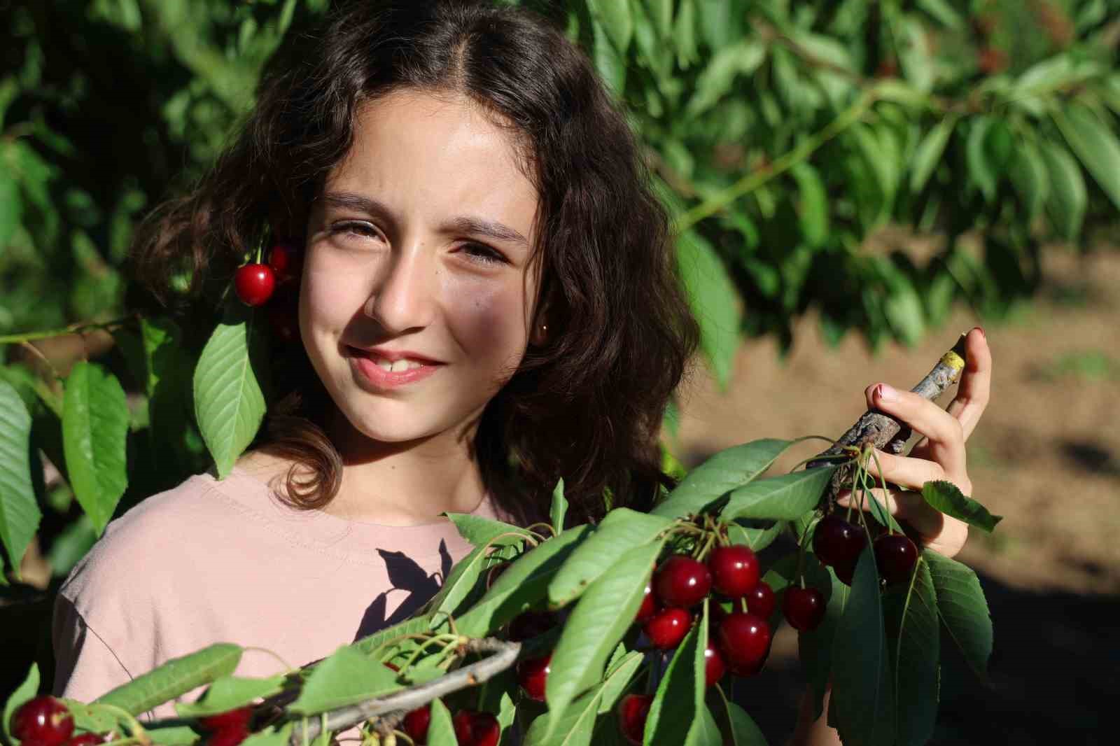 Saimbeyli’nin simgesi ’dalbastı kirazı’nda hasat bereketli başladı