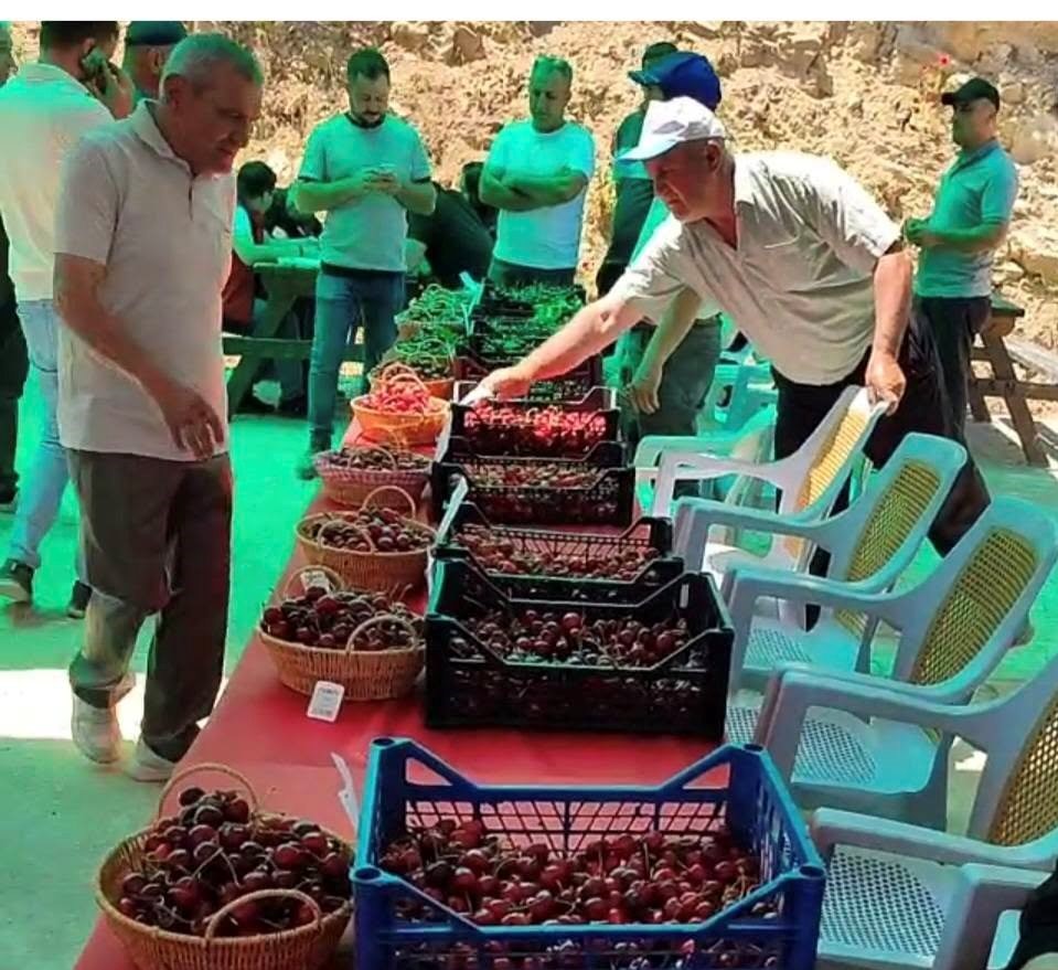Hisarcık Kutlubeyler köyünde Kiraz Festivali coşkusu