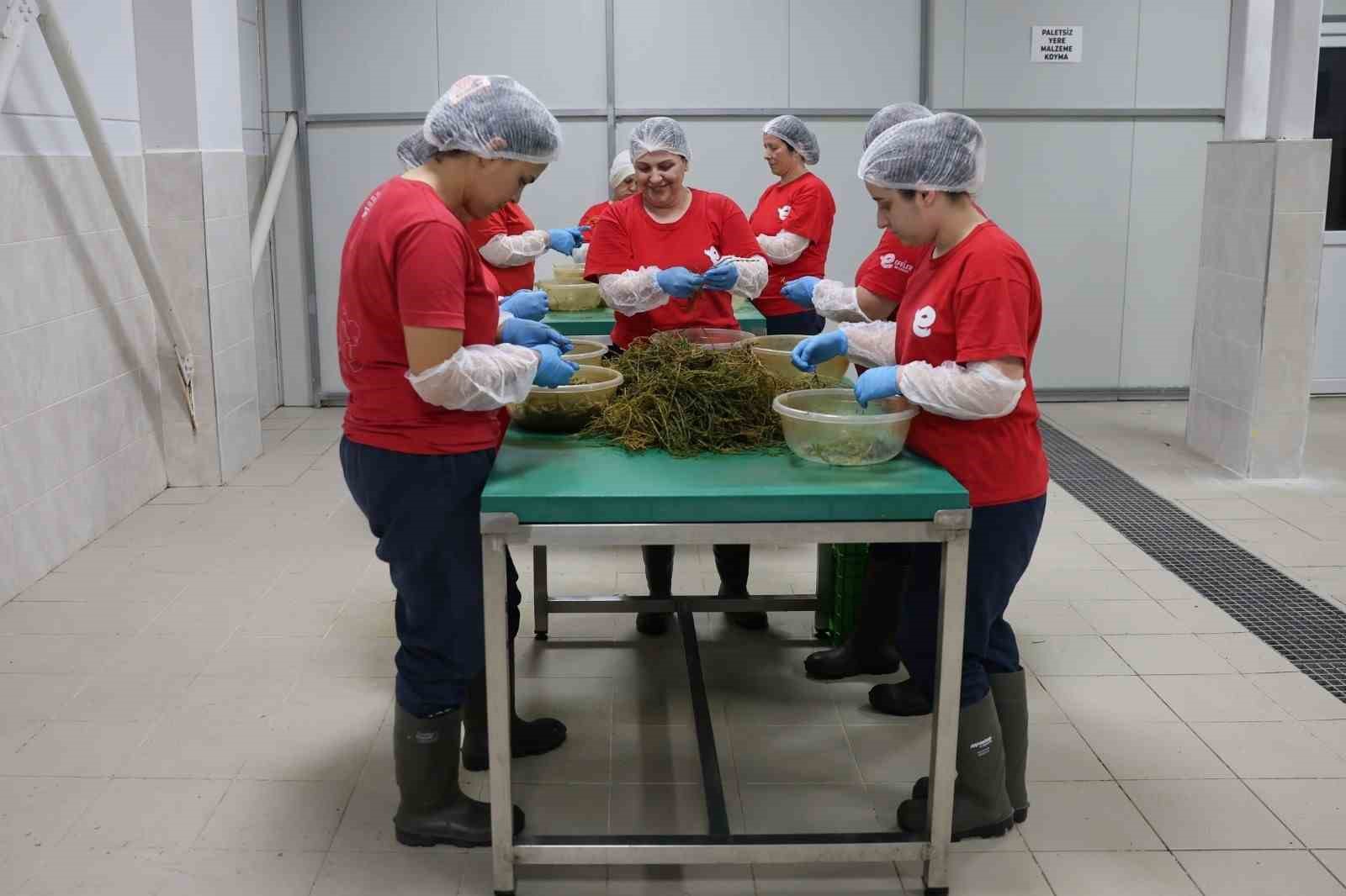 Efeler’in fabrikasında yaz mesaisi