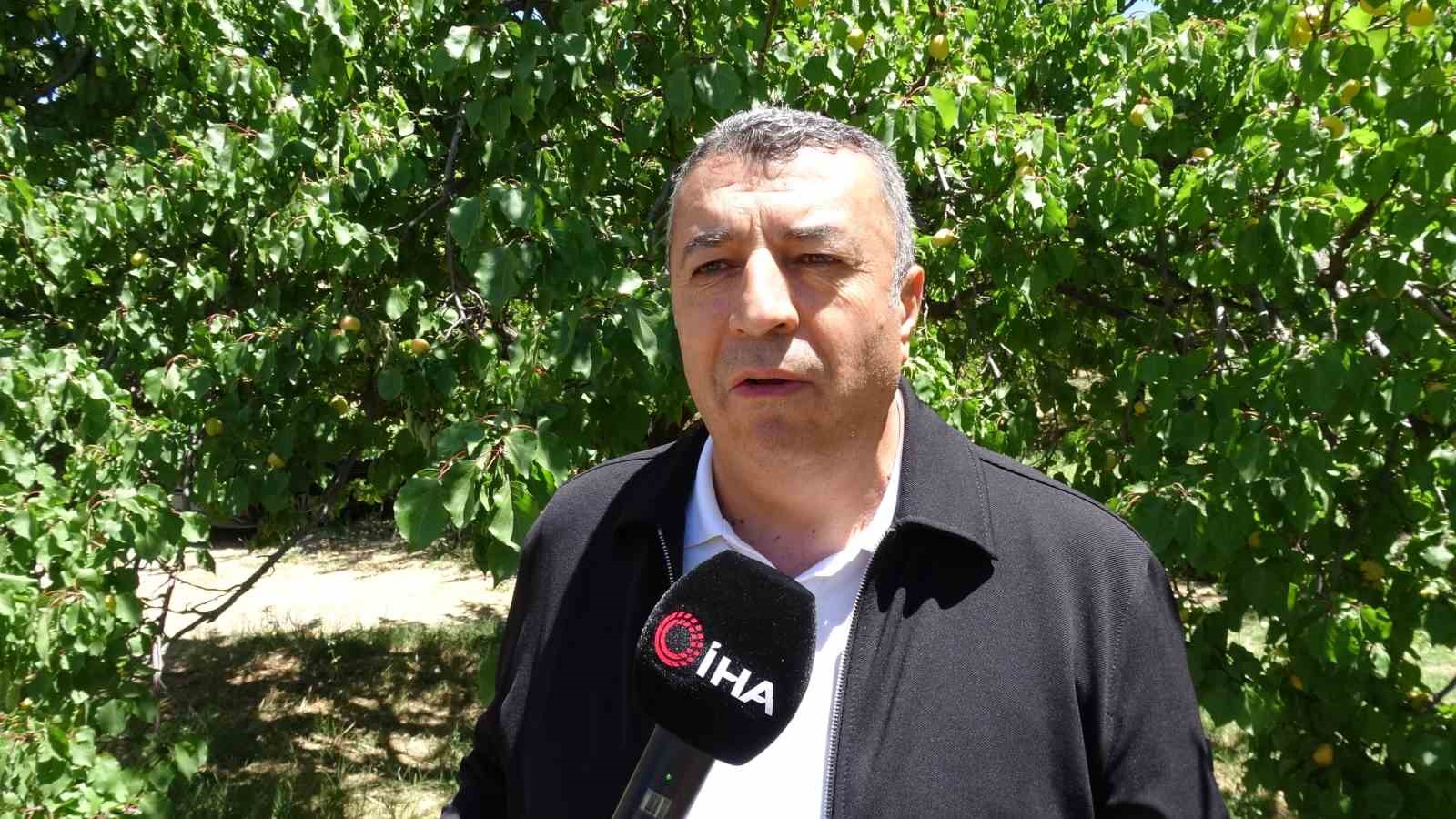 Malatya’da ’sarı altın’ hasadı başladı, ilk ürünler Avrupa yolunda