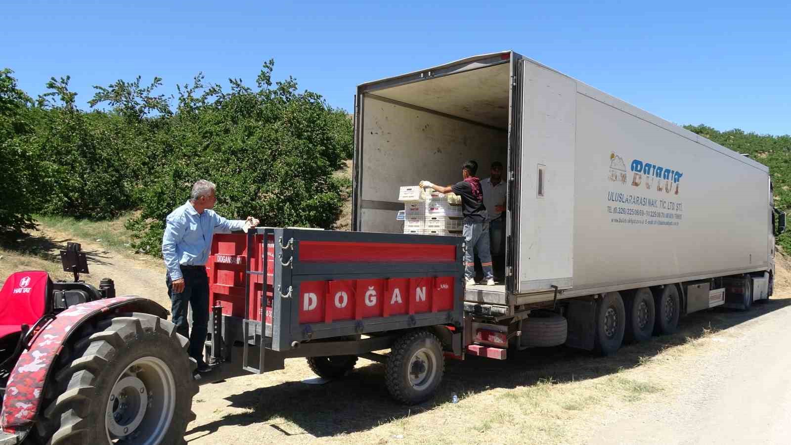 Malatya’da ’sarı altın’ hasadı başladı, ilk ürünler Avrupa yolunda