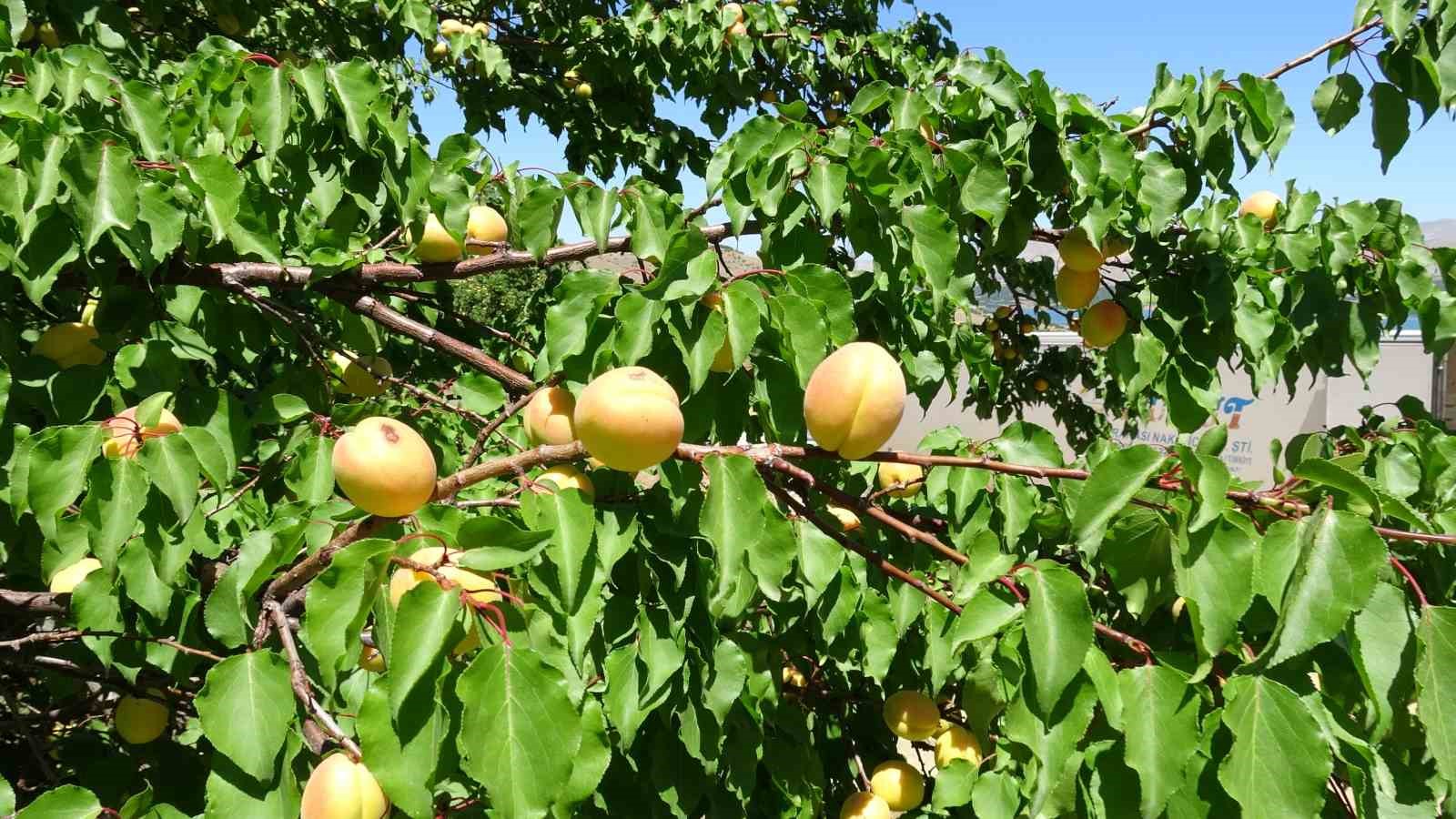 Malatya’da ’sarı altın’ hasadı başladı, ilk ürünler Avrupa yolunda