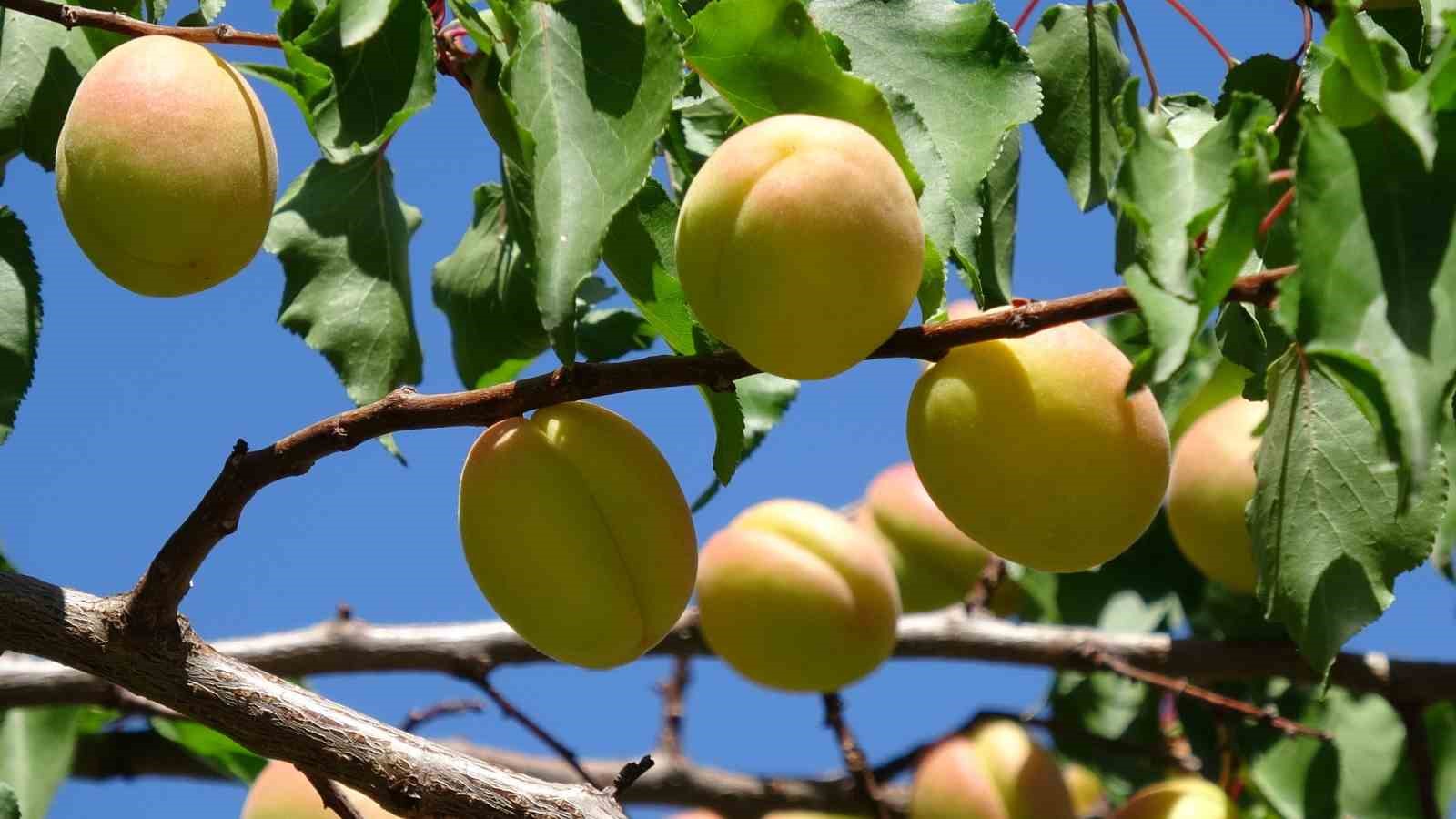 Malatya’da ’sarı altın’ hasadı başladı, ilk ürünler Avrupa yolunda