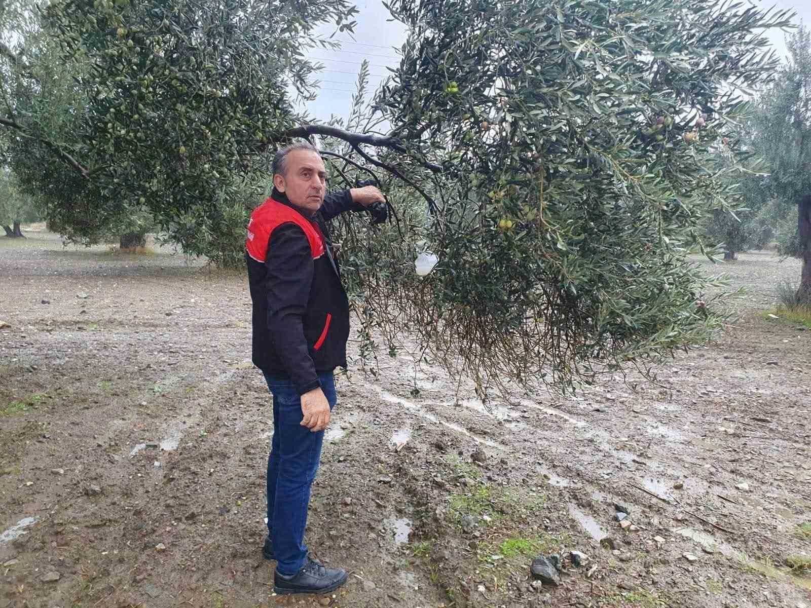 Zeytin sineğine karşı entegre mücadele çalışmaları hız kesmeden devam ediyor