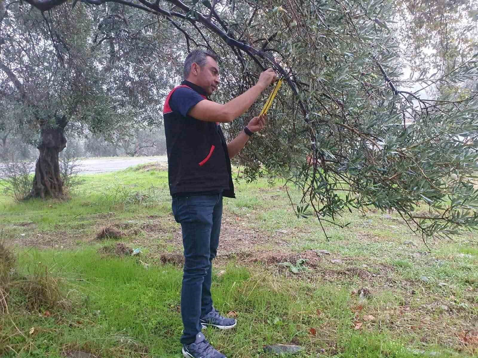 Zeytin sineğine karşı entegre mücadele çalışmaları hız kesmeden devam ediyor