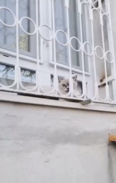 Patisi pencere demirine sıkışan kediyi itfaiye kurtardı