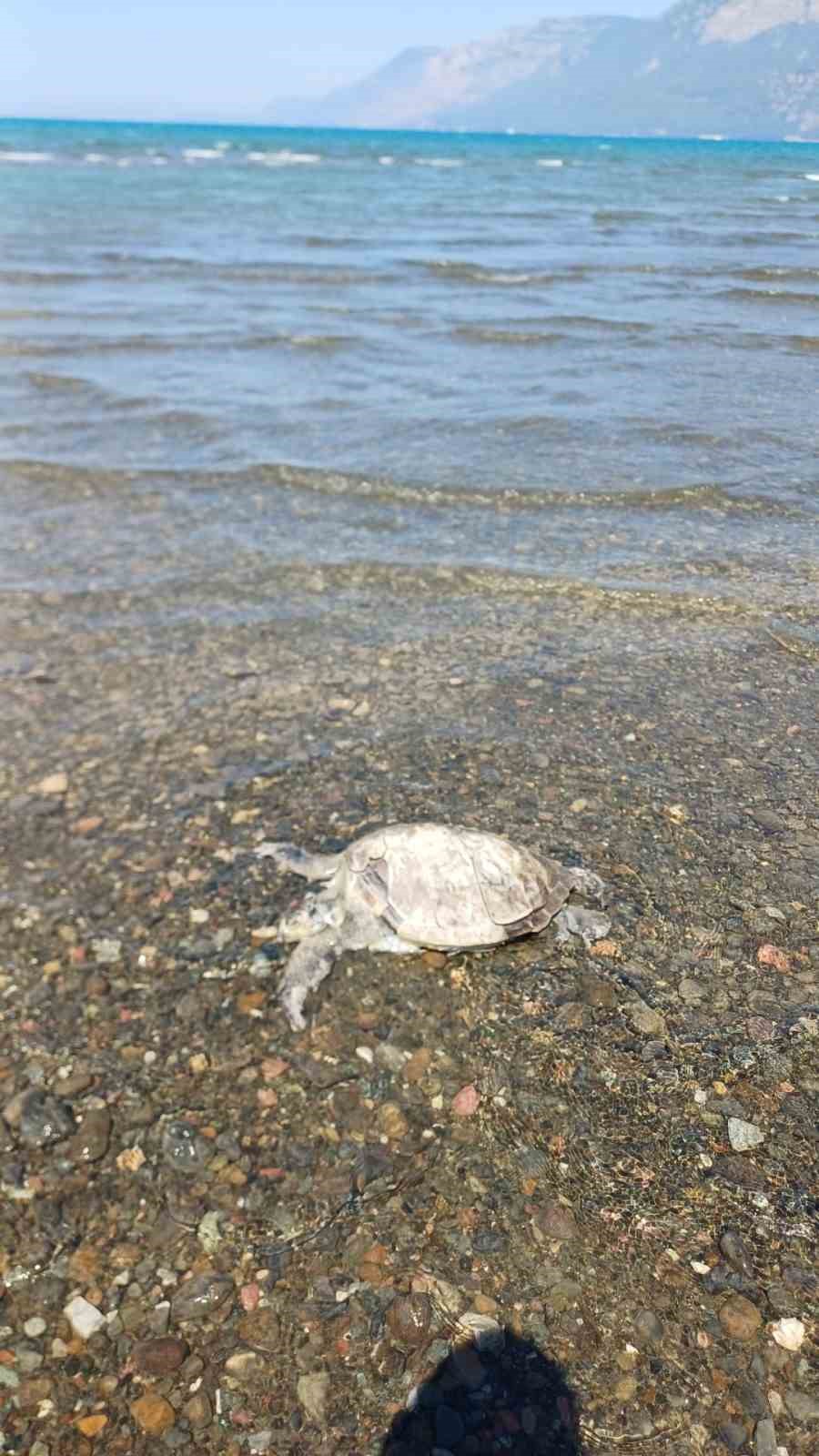 Ula’da sahilde Caretta Caretta bulundu