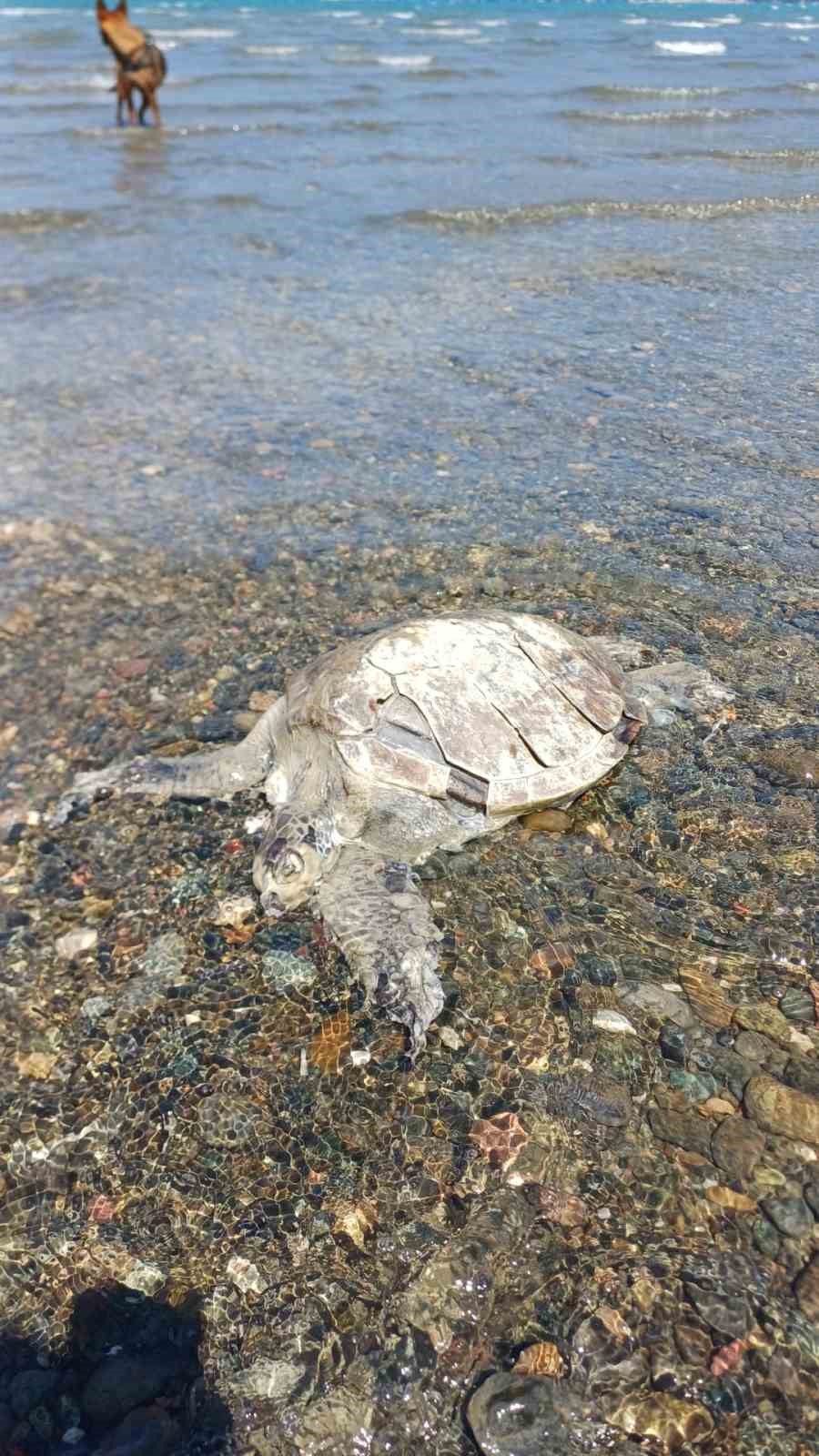Ula’da sahilde Caretta Caretta bulundu