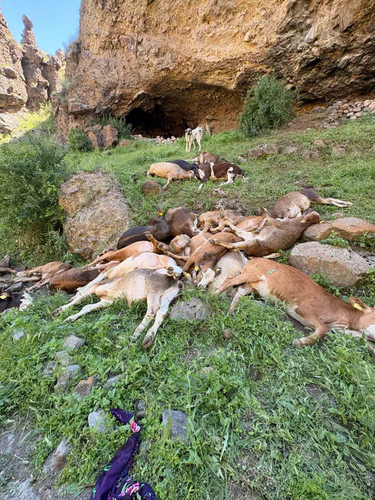 Erzurum’da kayalıklardan düşen 26 buzağı telef oldu