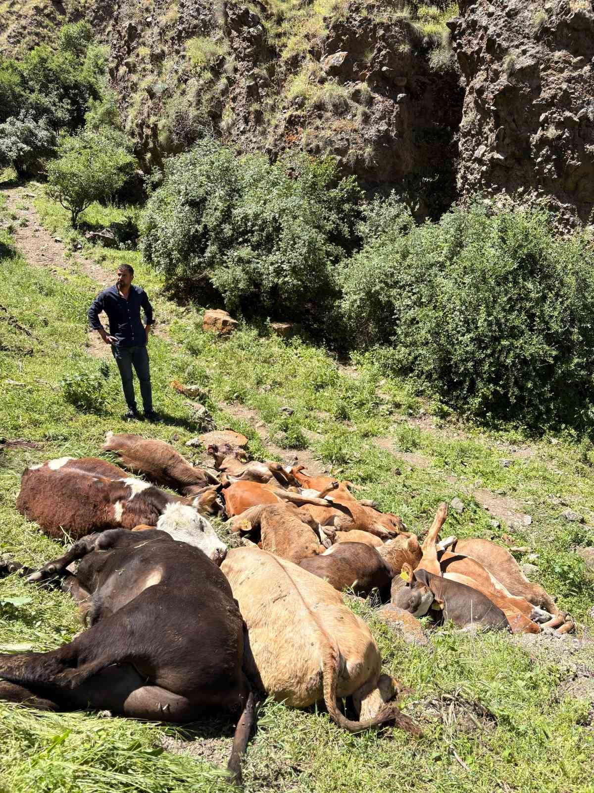Erzurum’da kayalıklardan düşen 26 buzağı telef oldu