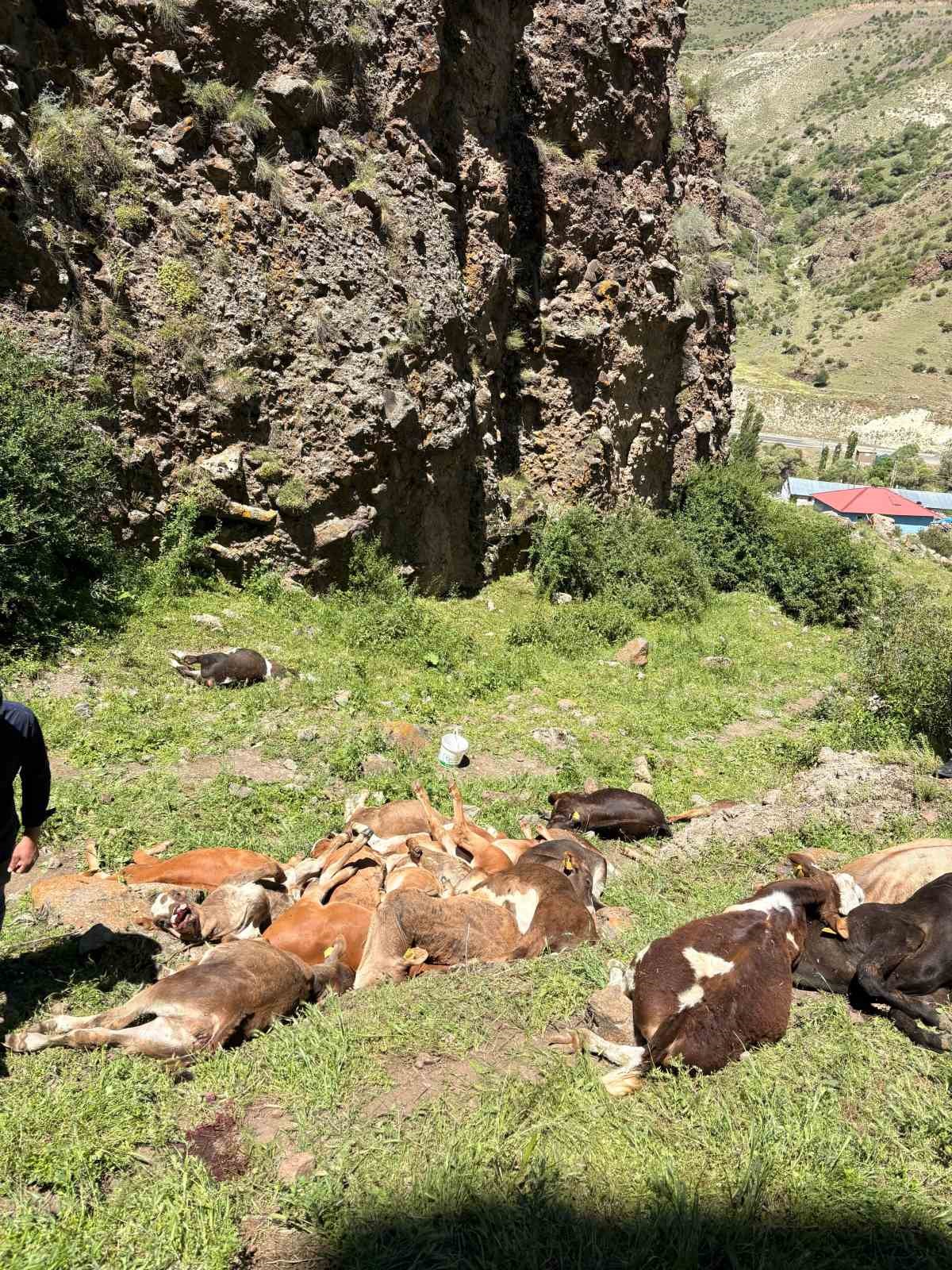 Erzurum’da kayalıklardan düşen 26 buzağı telef oldu