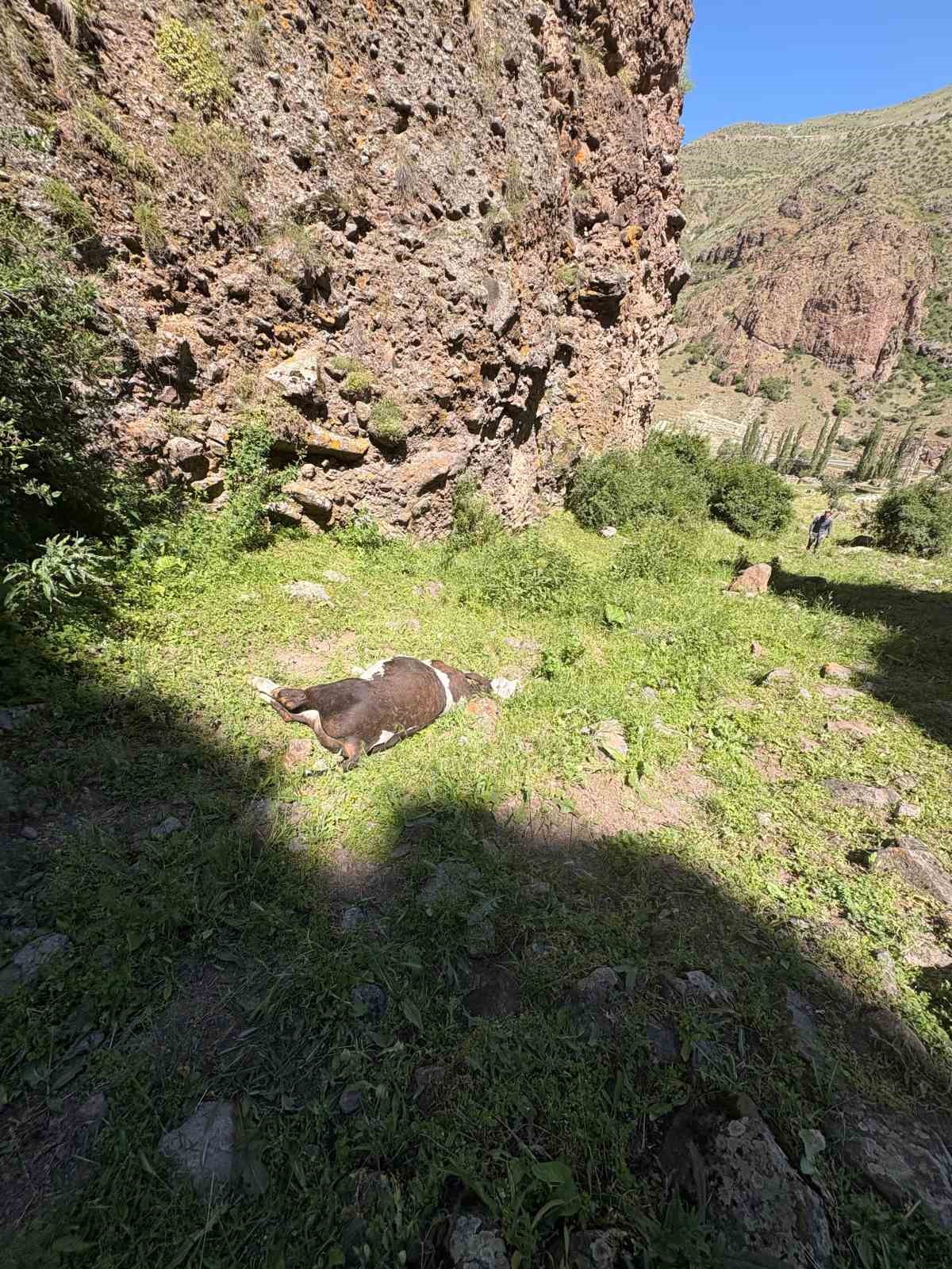 Erzurum’da kayalıklardan düşen 26 buzağı telef oldu