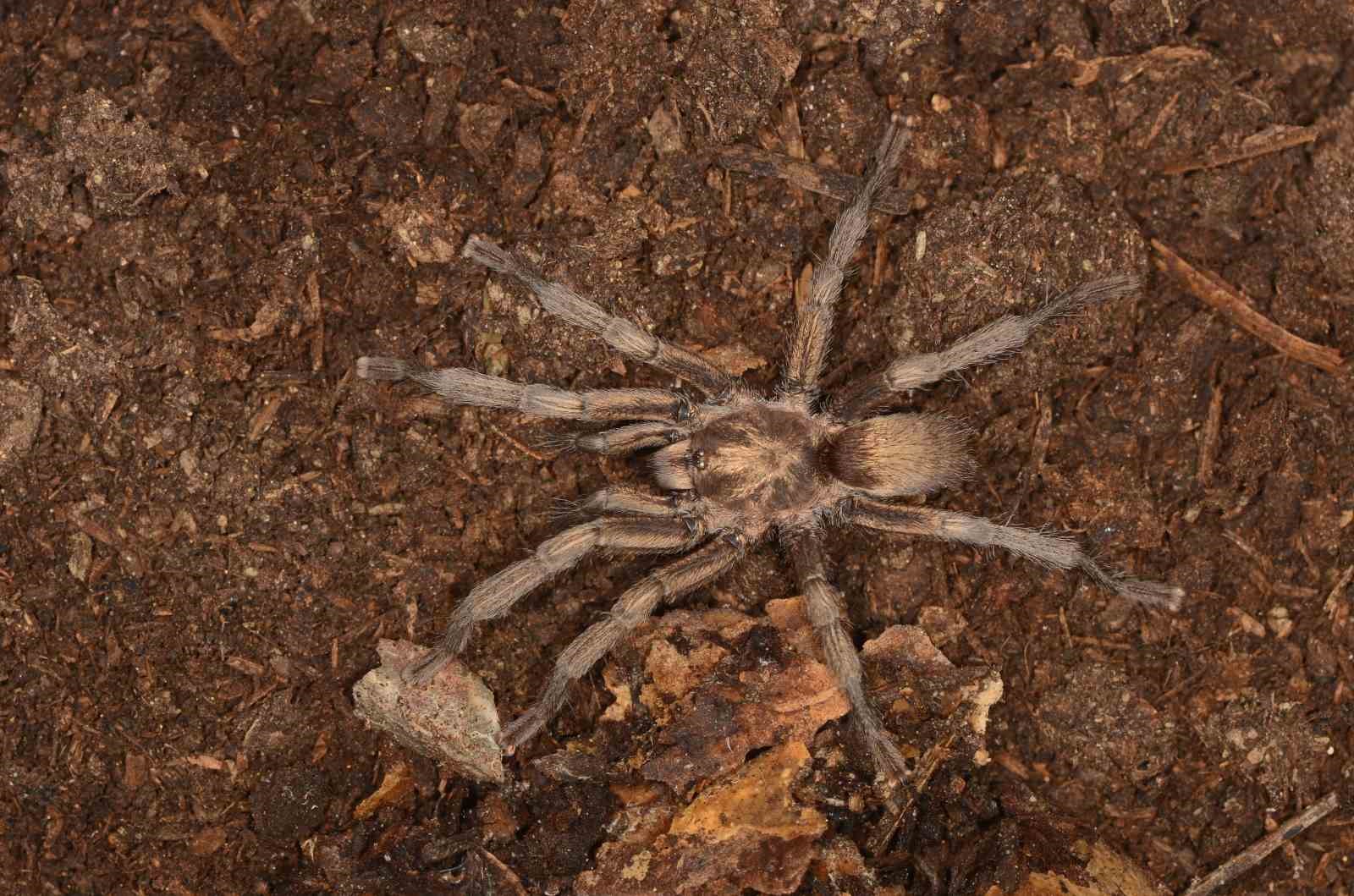 Türkiye’de ilk kez yeni bir tarantula cinsi kaydedildi