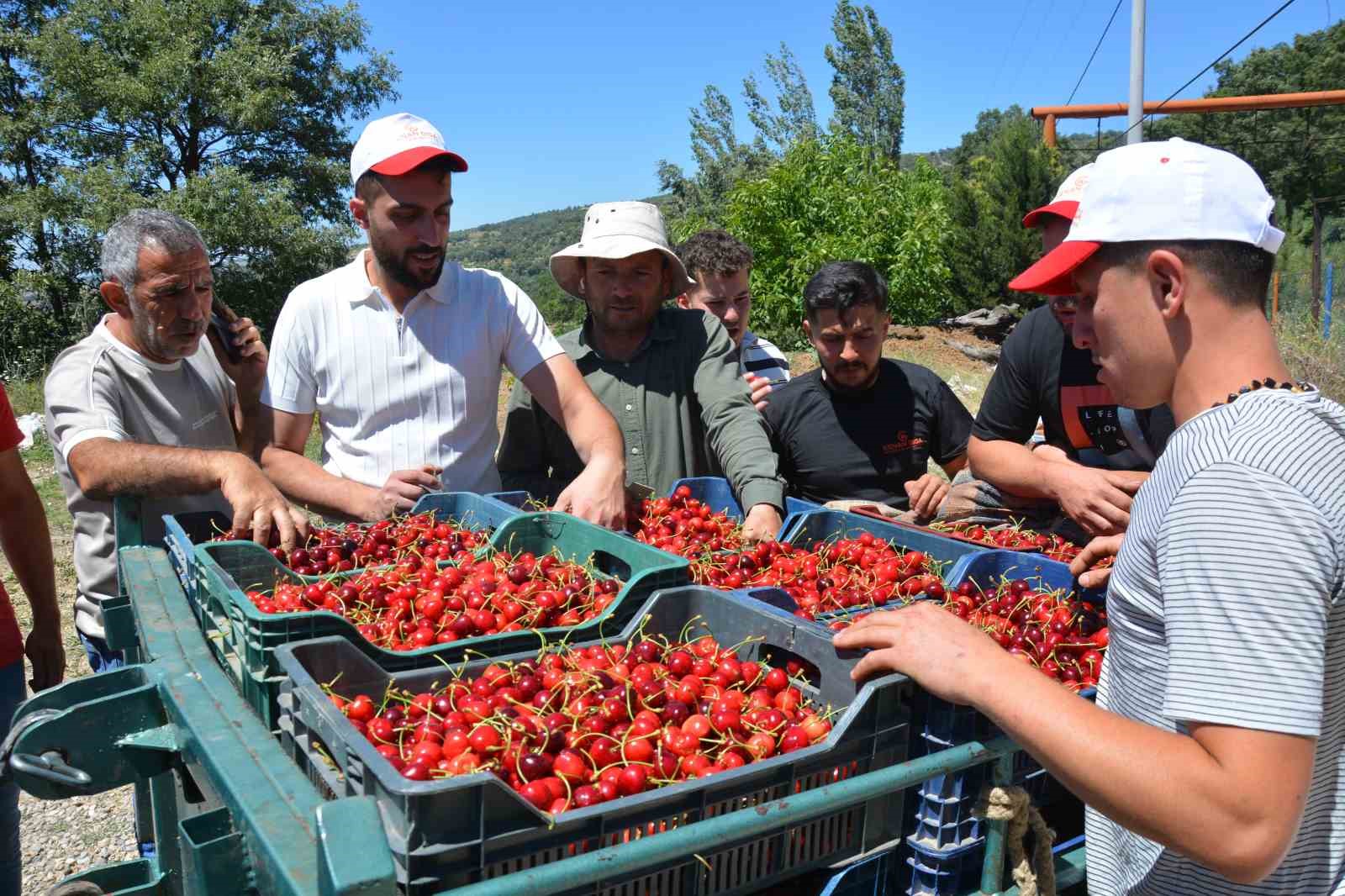 Dünyaca ünlü Demirci kirazında hasat başladı