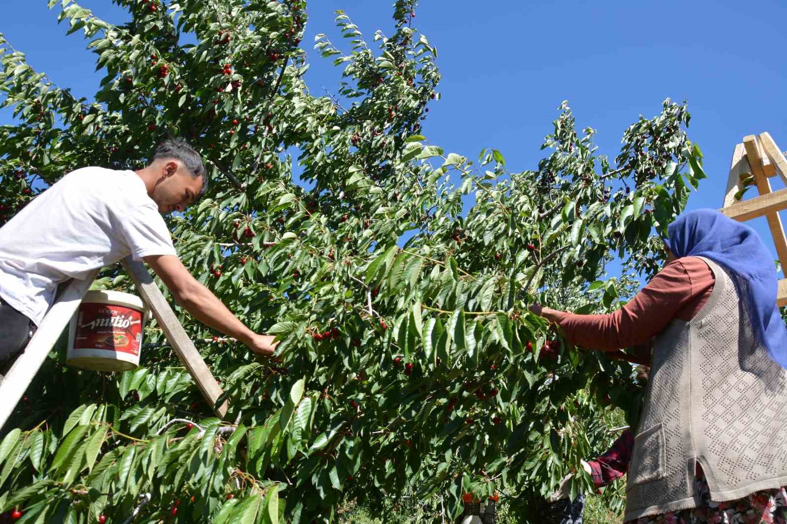 Dünyaca ünlü Demirci kirazında hasat başladı