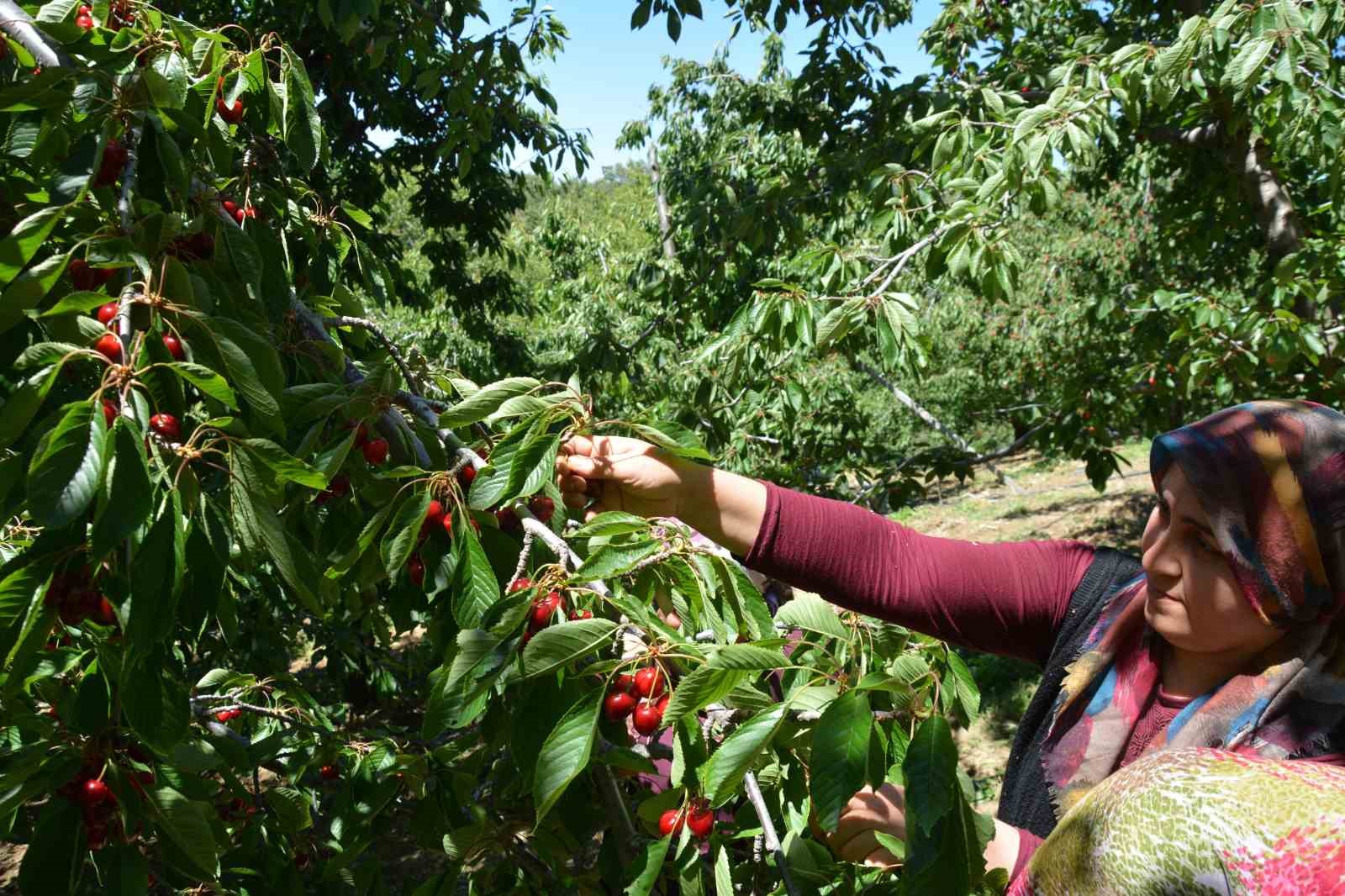 Dünyaca ünlü Demirci kirazında hasat başladı