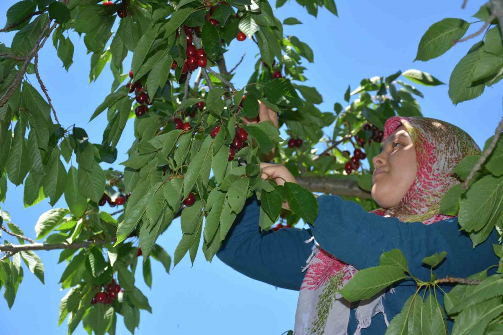 Dünyaca ünlü Demirci kirazında hasat başladı