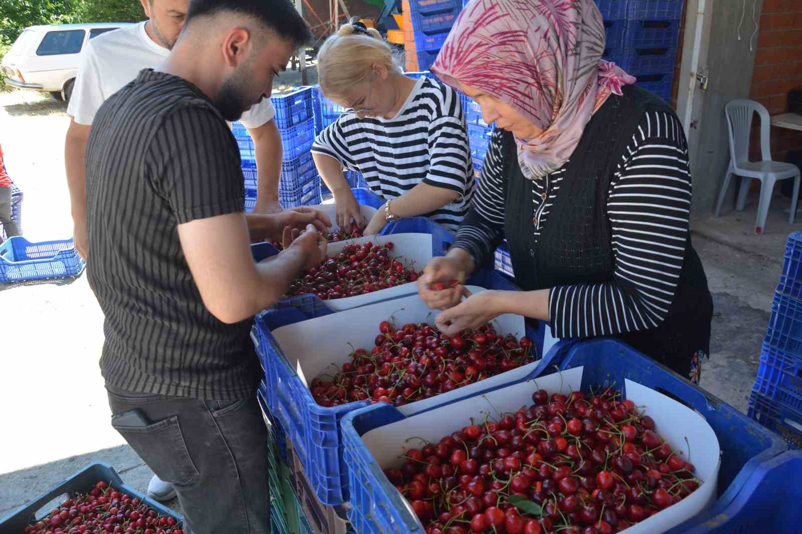 Dünyaca ünlü Demirci kirazında hasat başladı