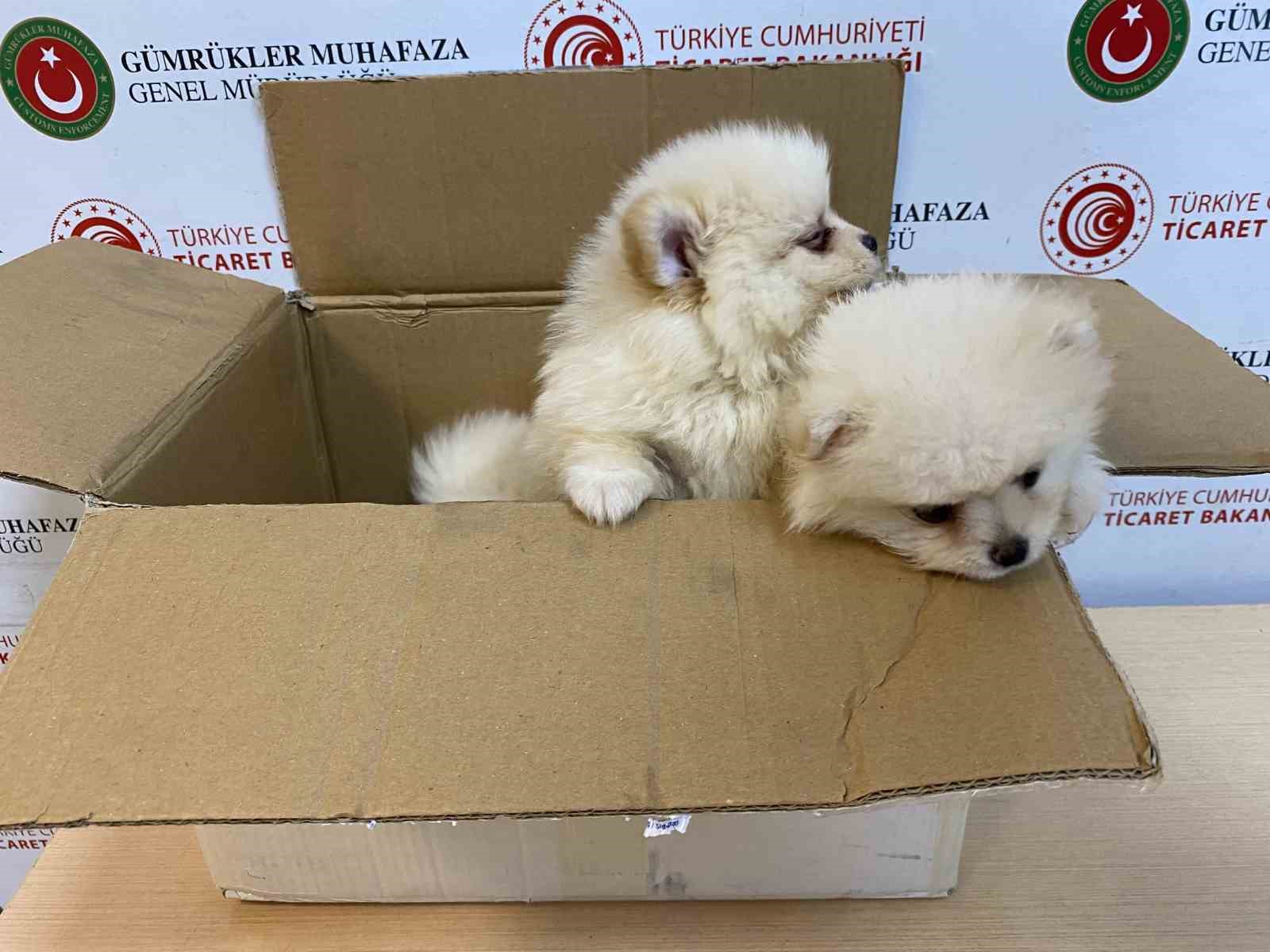 Ticaret Bakanlığı Gümrükler Muhafaza ekiplerinden yavru köpeklere yönelik kaçakçılık girişimine geçit yok