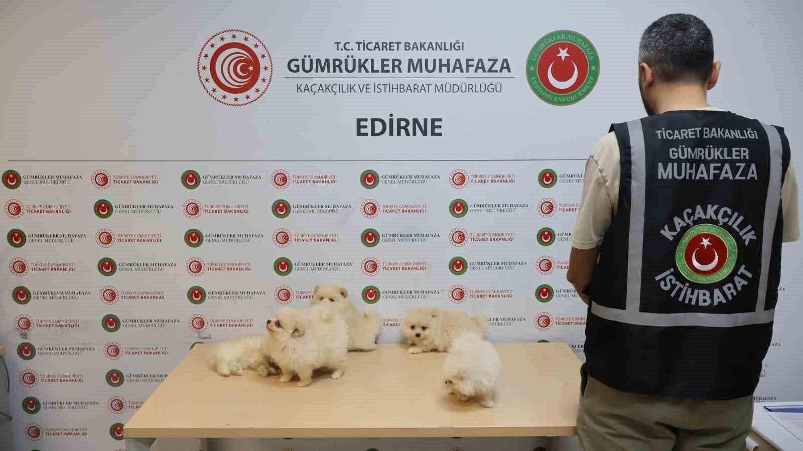 Ticaret Bakanlığı Gümrükler Muhafaza ekiplerinden yavru köpeklere yönelik kaçakçılık girişimine geçit yok