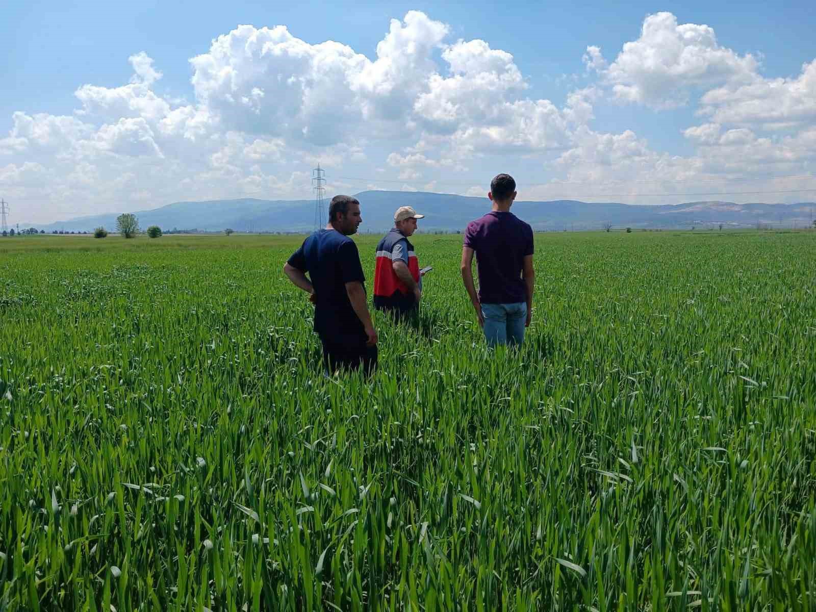 Kütahya’da sertifikalı tohumluk üretim parsellerinde tarla kontrolleri gerçekleştirildi