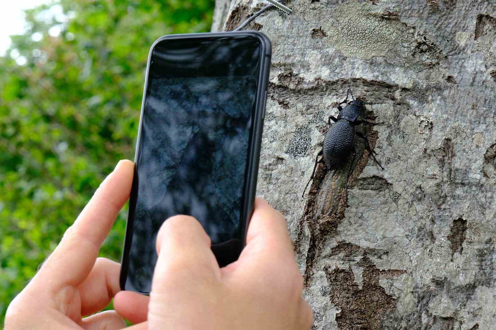 Kuzuyayla’da doğa adım adım tarandı