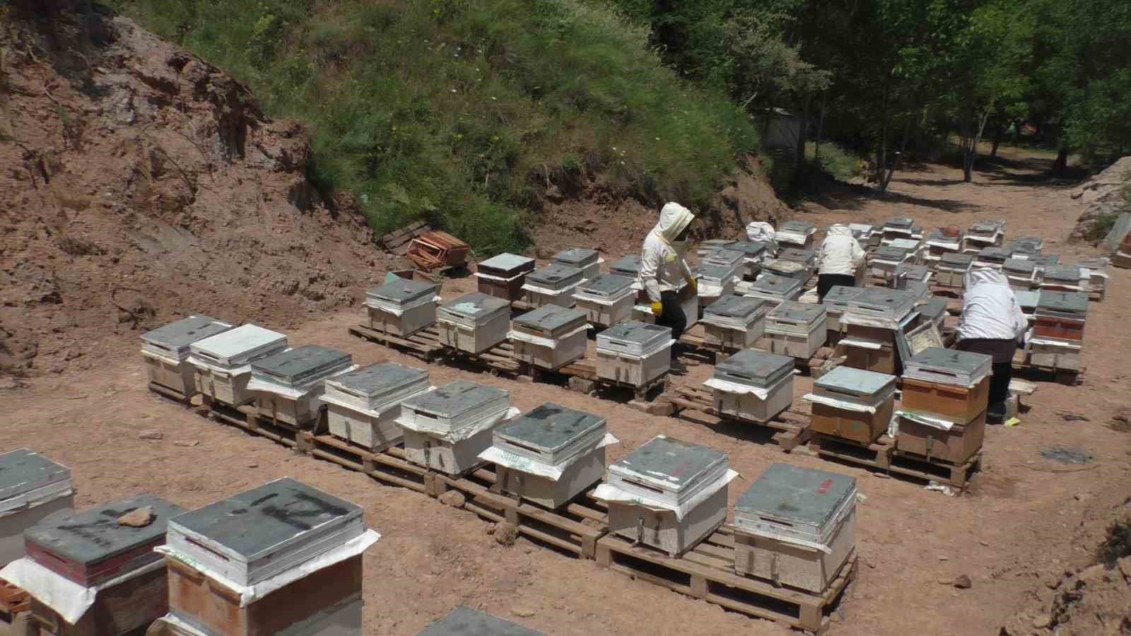 Gelin-görümcenin arıcılık başarısı: 5 kovandan 100 kovana ulaştılar
