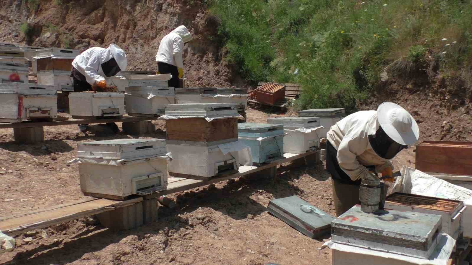 Gelin-görümcenin arıcılık başarısı: 5 kovandan 100 kovana ulaştılar