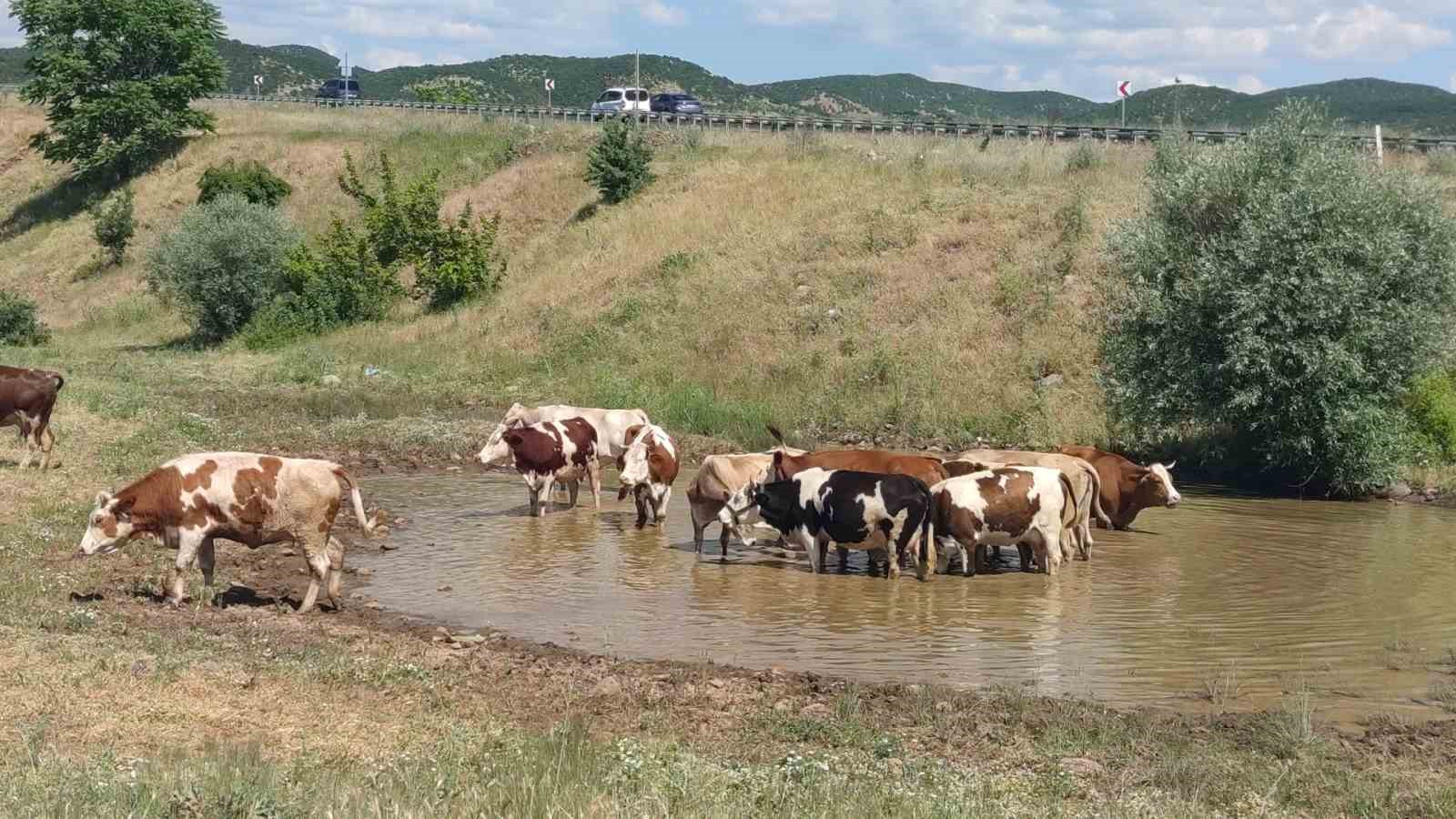 Bingöl’de ilginç görüntü: Yazın ortasında; bir yanda kar, diğer yanda sıcaktan bunalan inekler