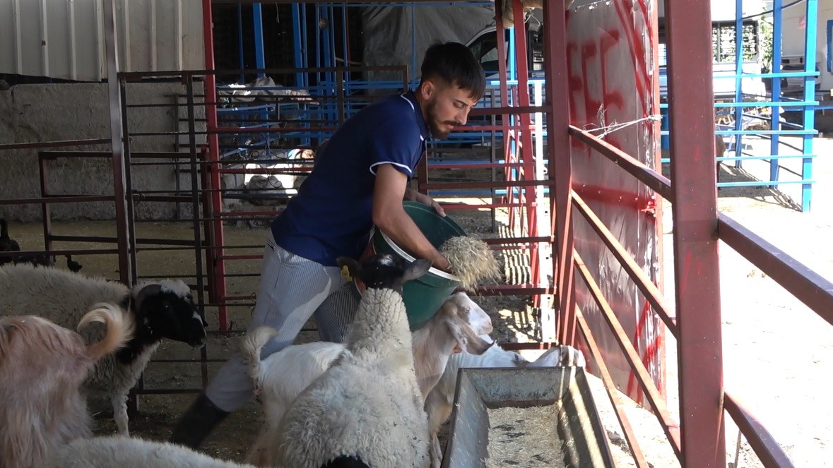 Osmaniye’de kulağından boynuz çıkan keçi ilgi odağı oldu