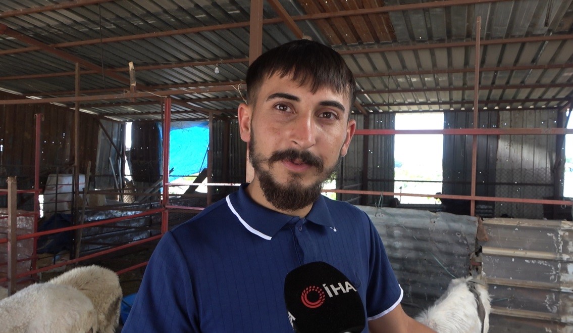 Osmaniye’de kulağından boynuz çıkan keçi ilgi odağı oldu