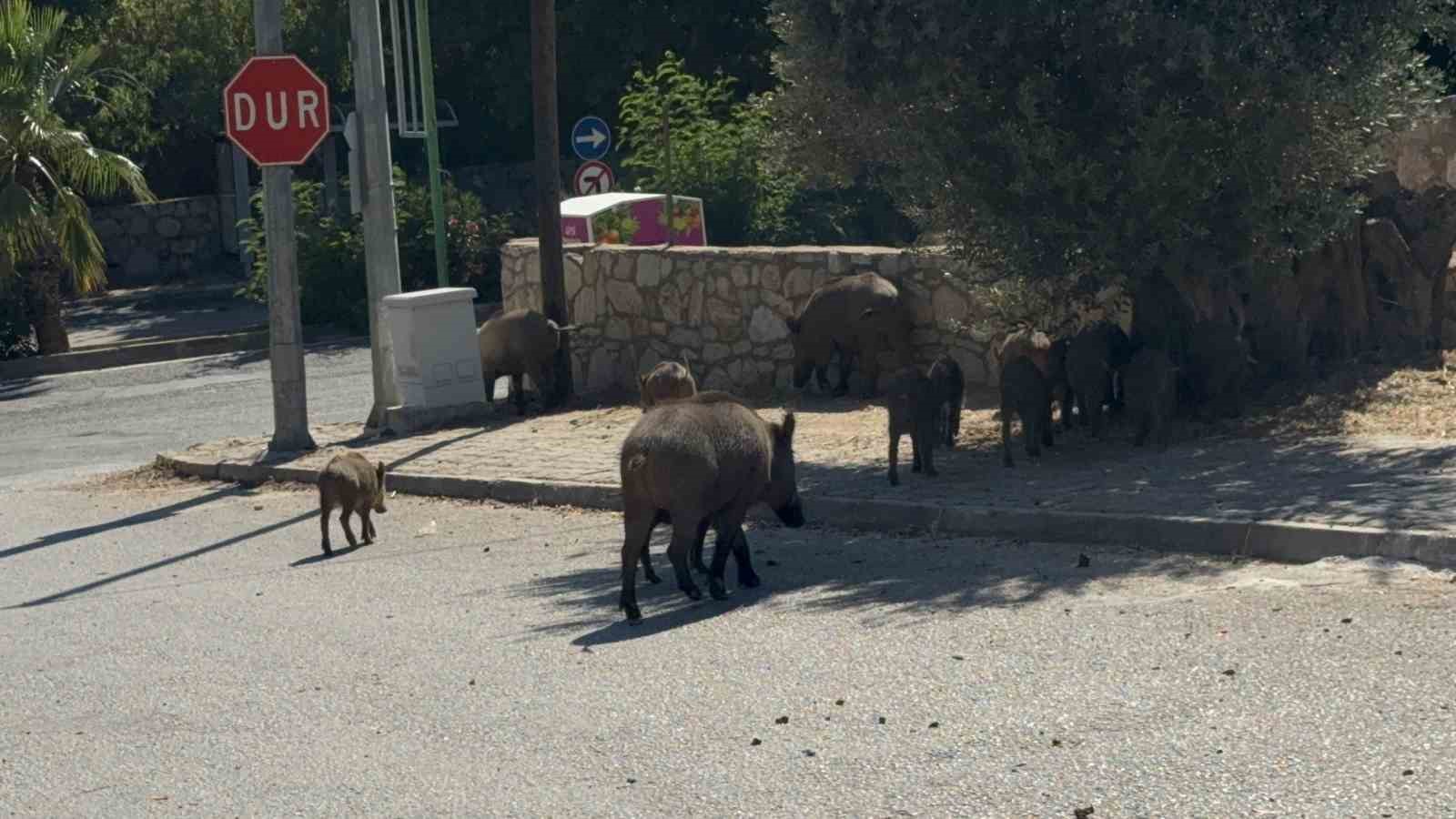 Bodrum’da gündüz vakti domuz sürüsü mahalleye indi