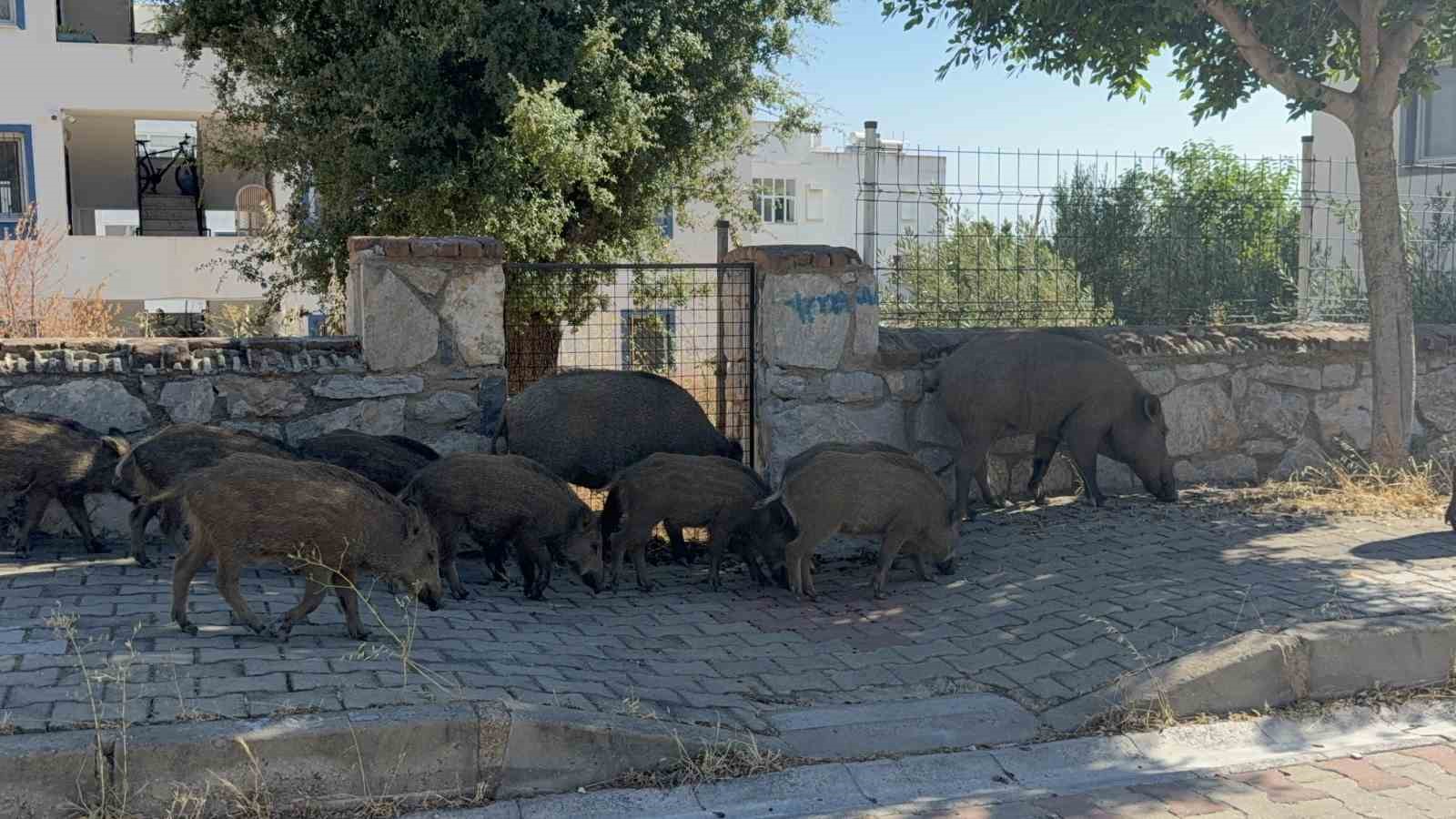 Bodrum’da gündüz vakti domuz sürüsü mahalleye indi