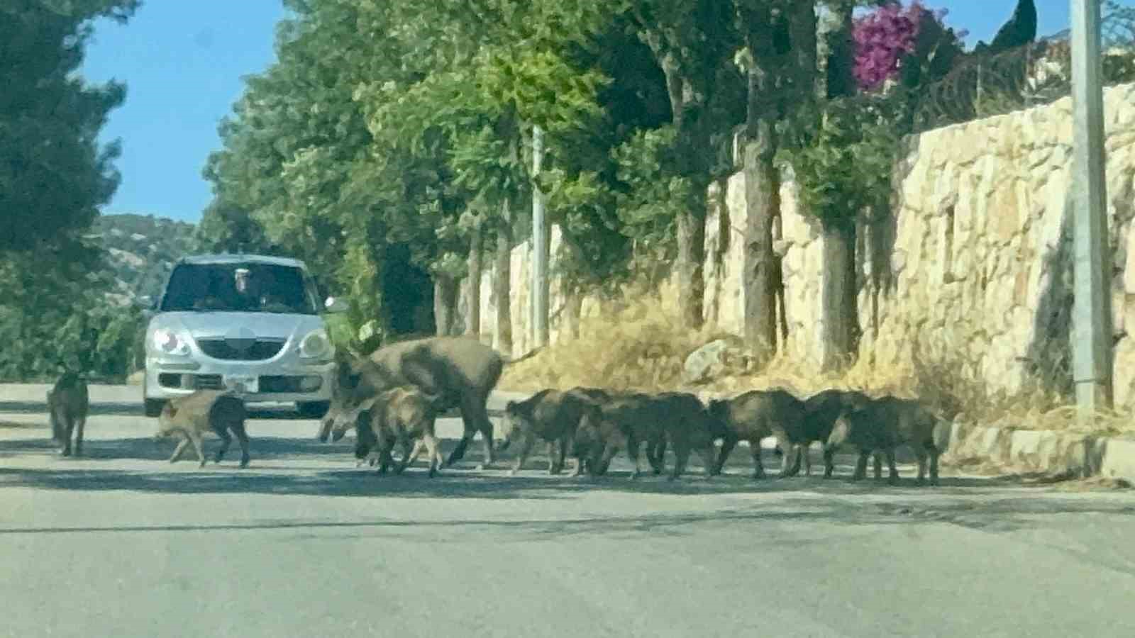 Bodrum’da gündüz vakti domuz sürüsü mahalleye indi